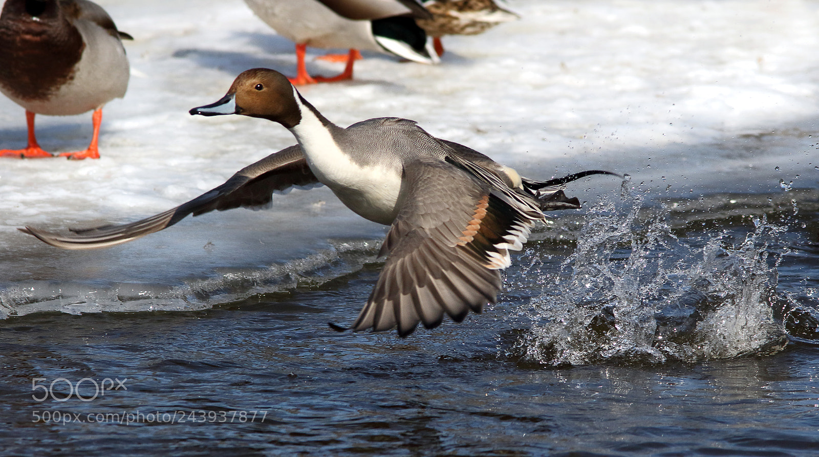 Canon EOS 7D Mark II sample photo. Exiting mallard ville photography