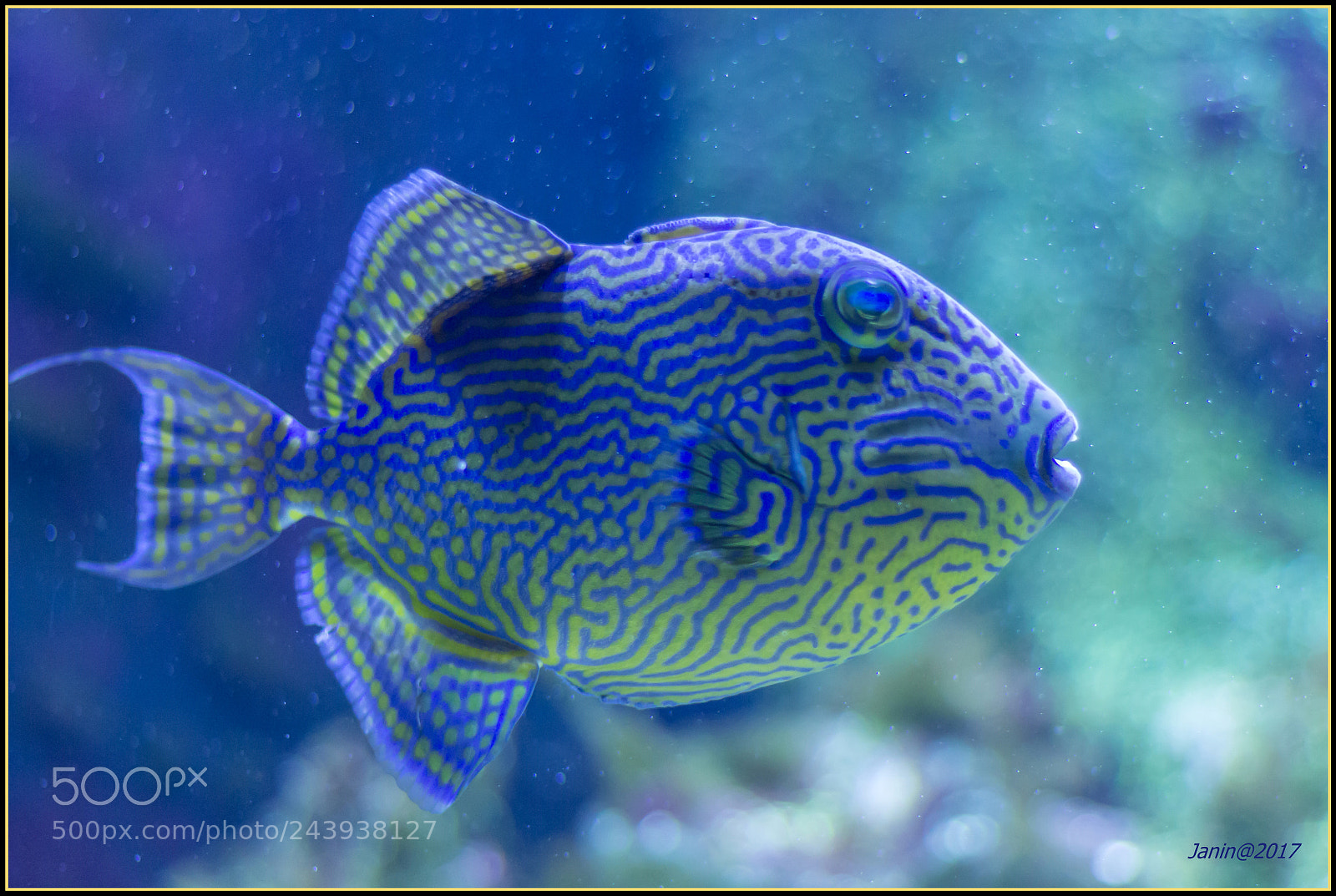 Canon EOS 60D sample photo. Yelow-blue fish photography