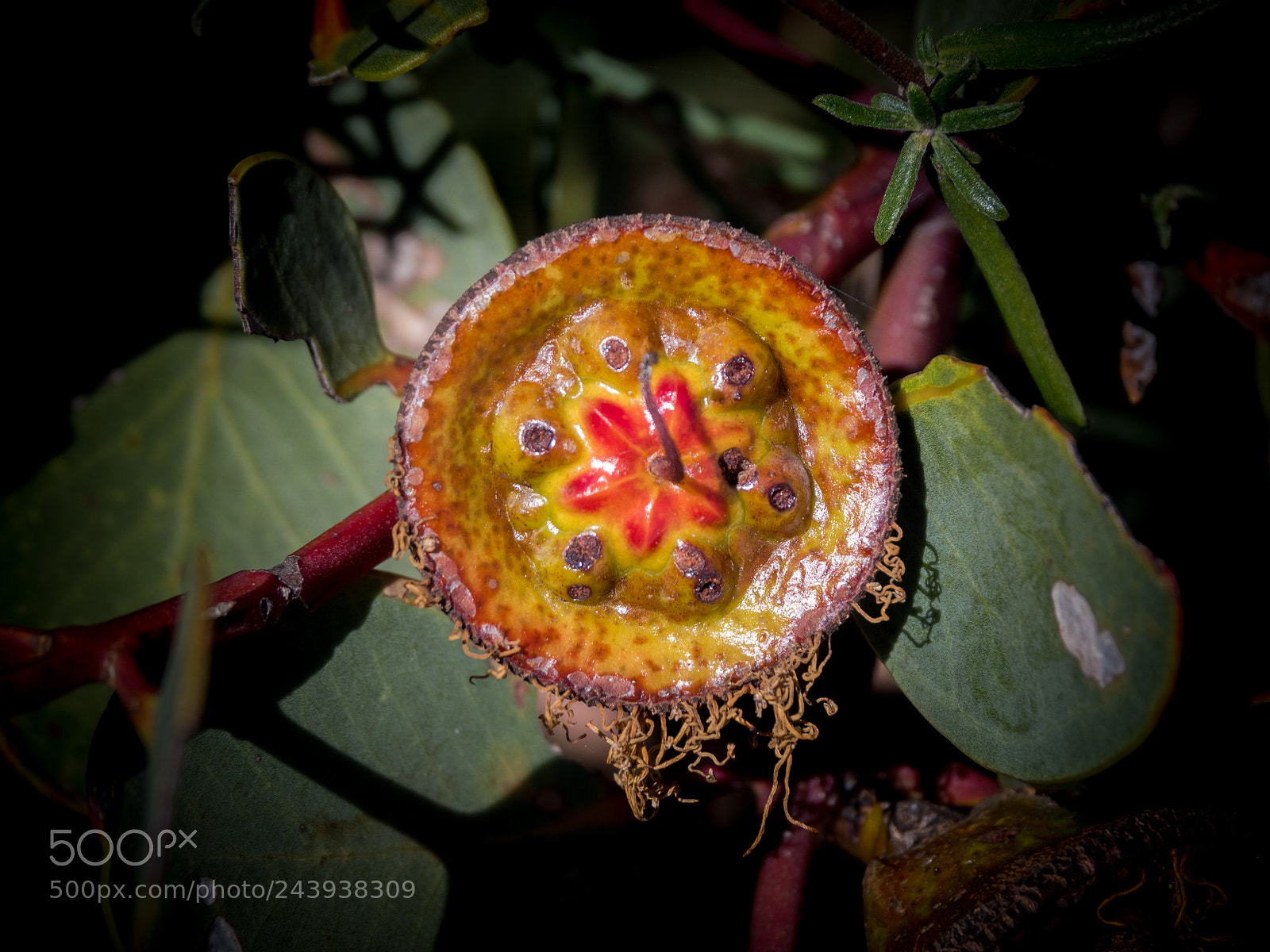 Olympus OM-D E-M5 II sample photo. Eucalyptus preissiana schauer bell-fruited photography