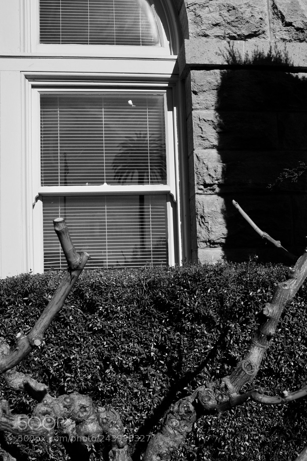 Canon EOS 1000D (EOS Digital Rebel XS / EOS Kiss F) sample photo. Palm in window photography