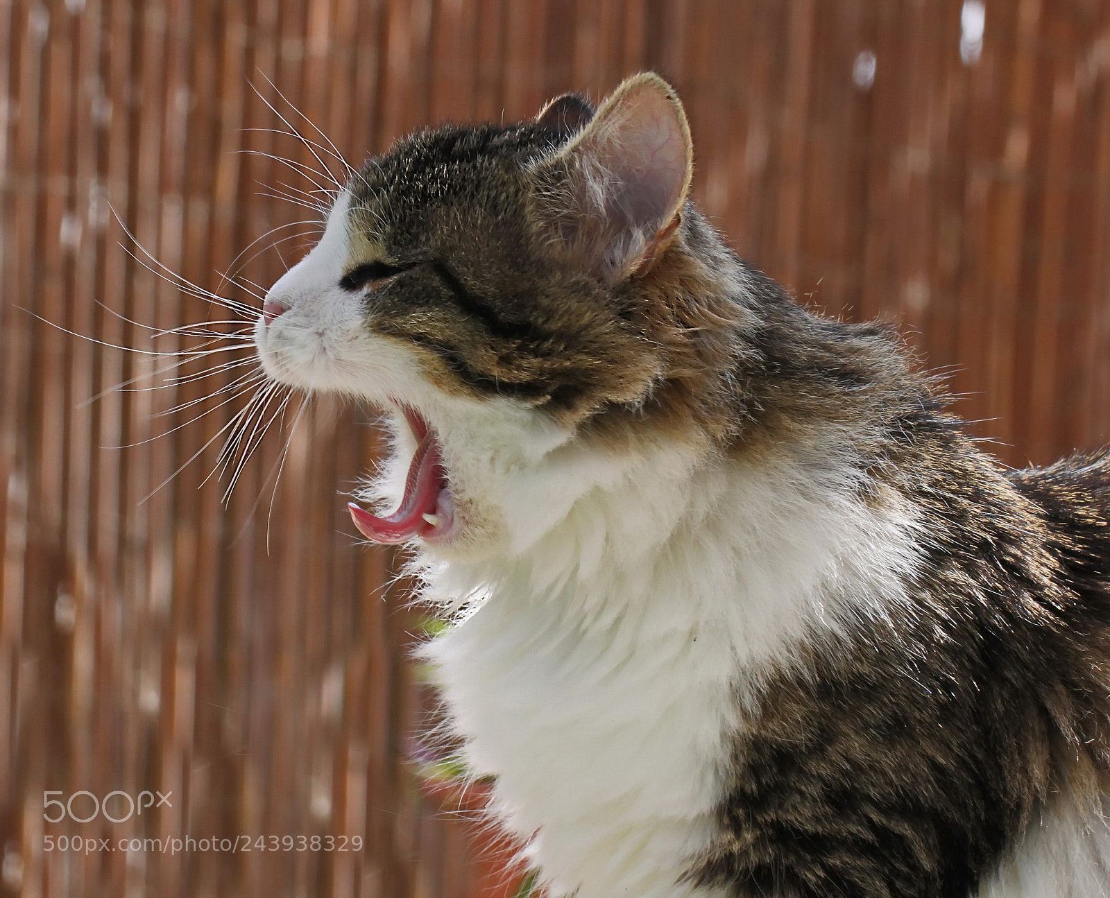 Canon EOS 500D (EOS Rebel T1i / EOS Kiss X3) sample photo. A tired cat... photography