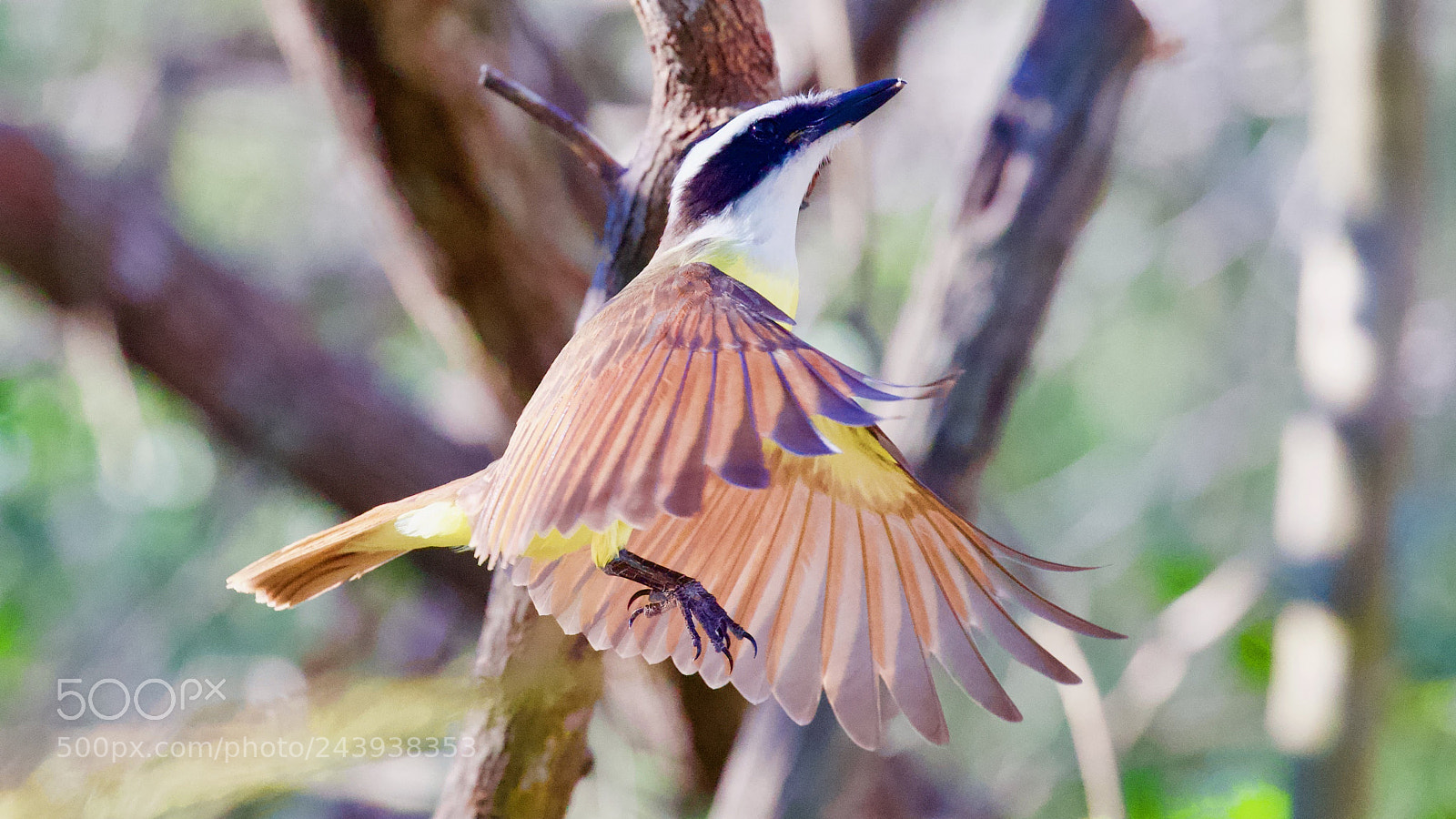 Canon EOS-1D X sample photo. Back stroke photography