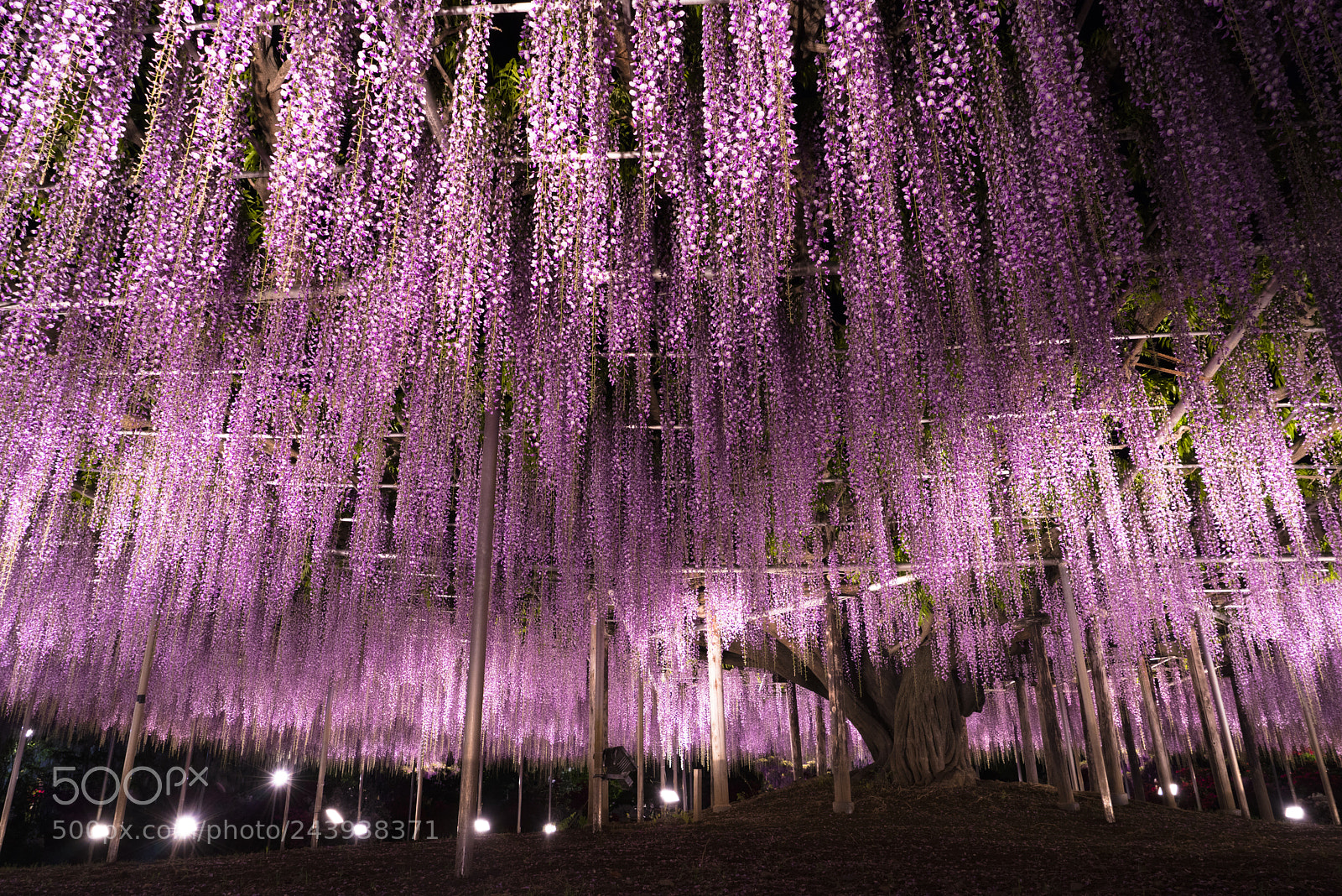 Sony a7R sample photo. Wrapped in the night photography