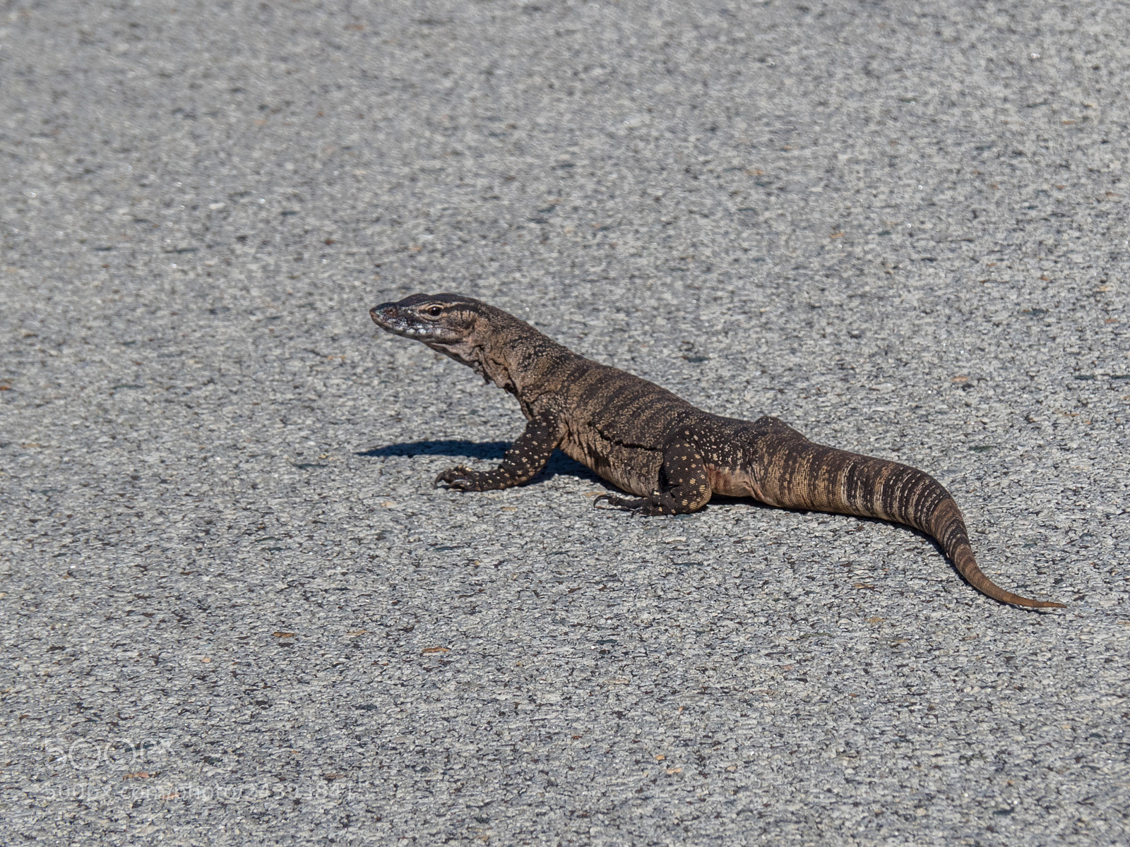 Olympus OM-D E-M5 II sample photo. Sand monitor - day photography