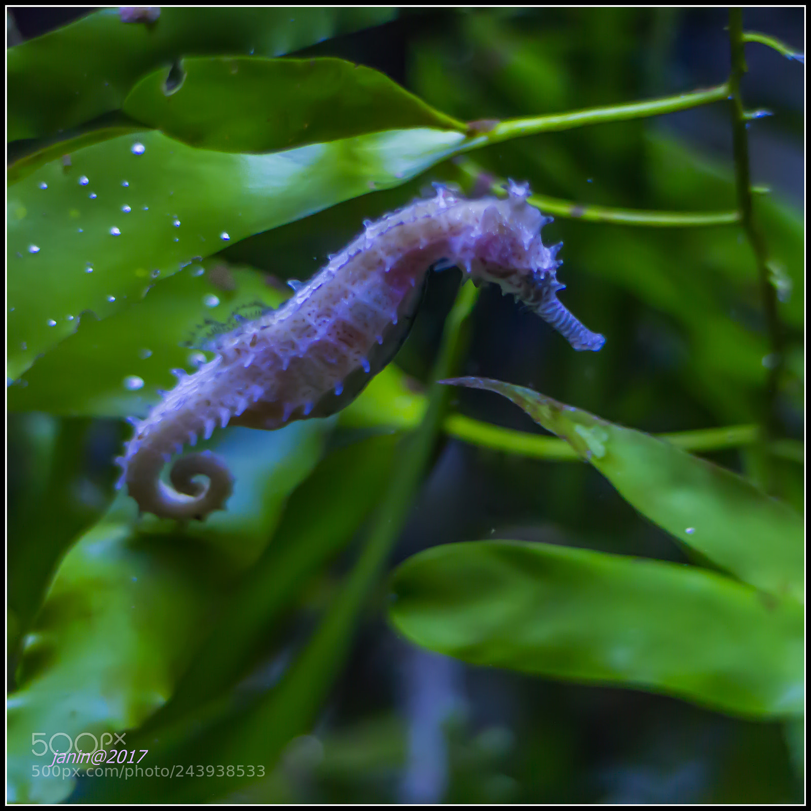 Canon EOS 60D sample photo. Seahorse again photography