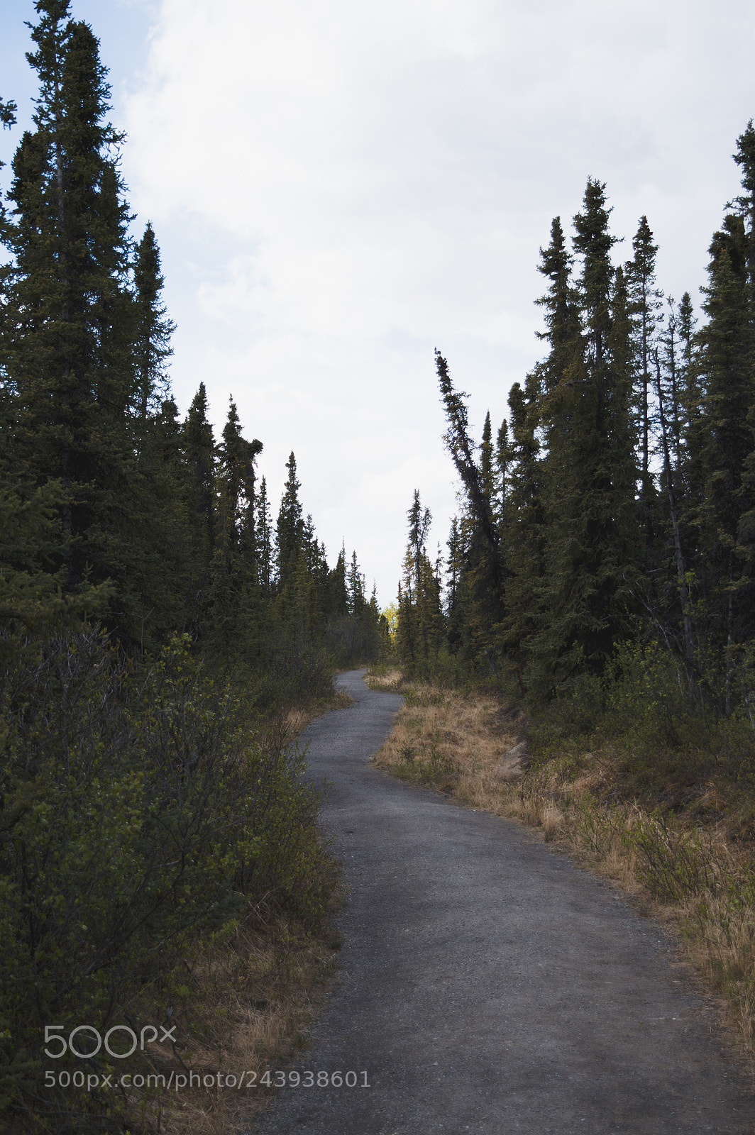 Nikon D3200 sample photo. Pathway photography
