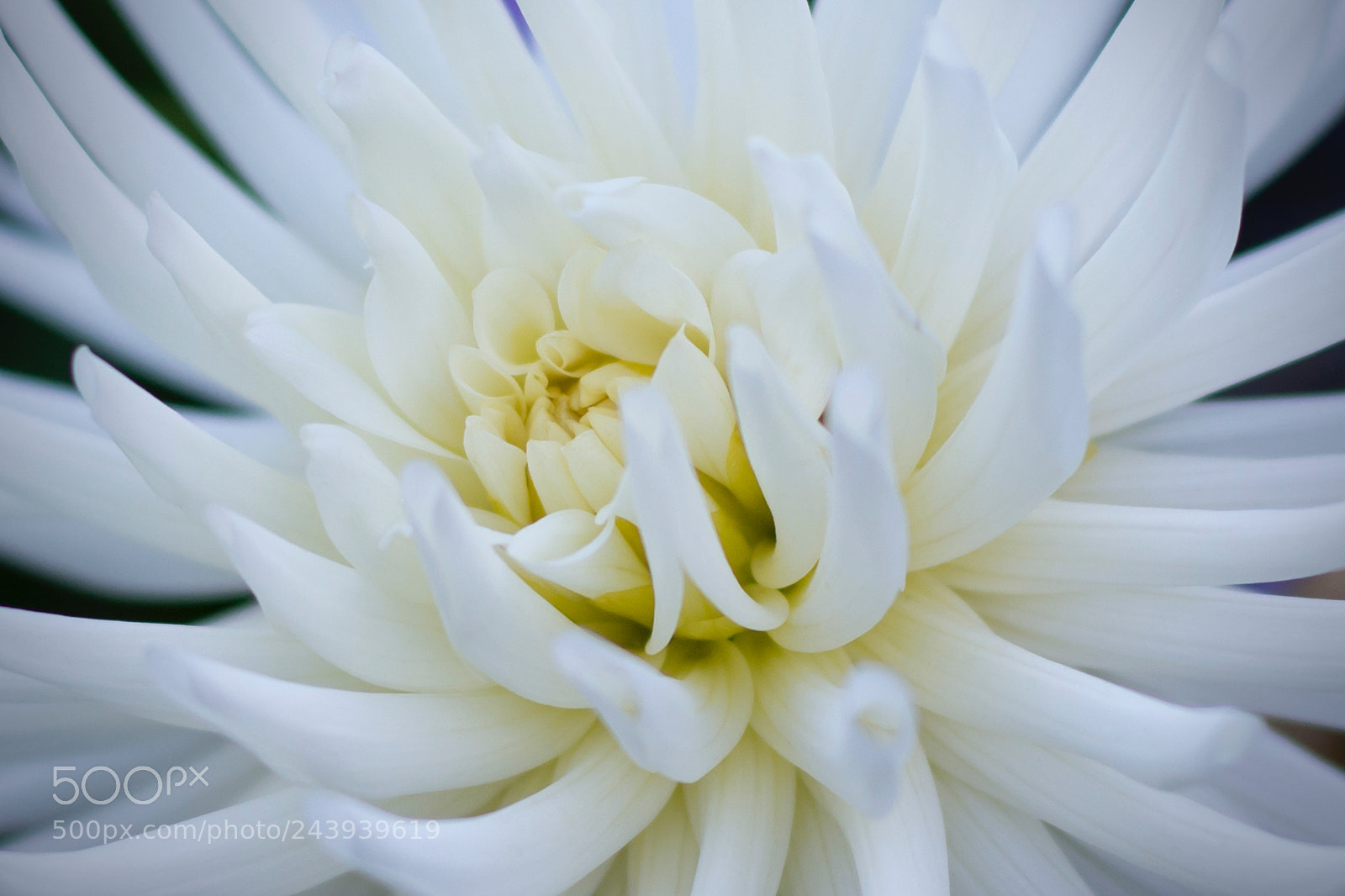 Nikon D7100 sample photo. White beauty photography