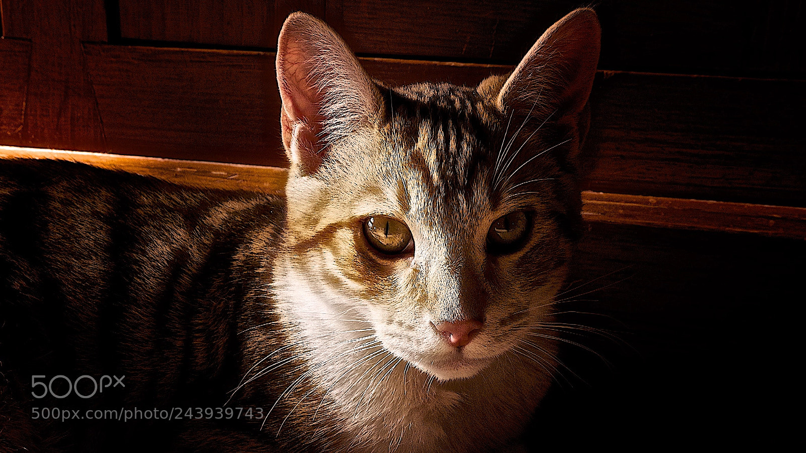 Pentax K-1 sample photo. Troy, the potter's cat photography