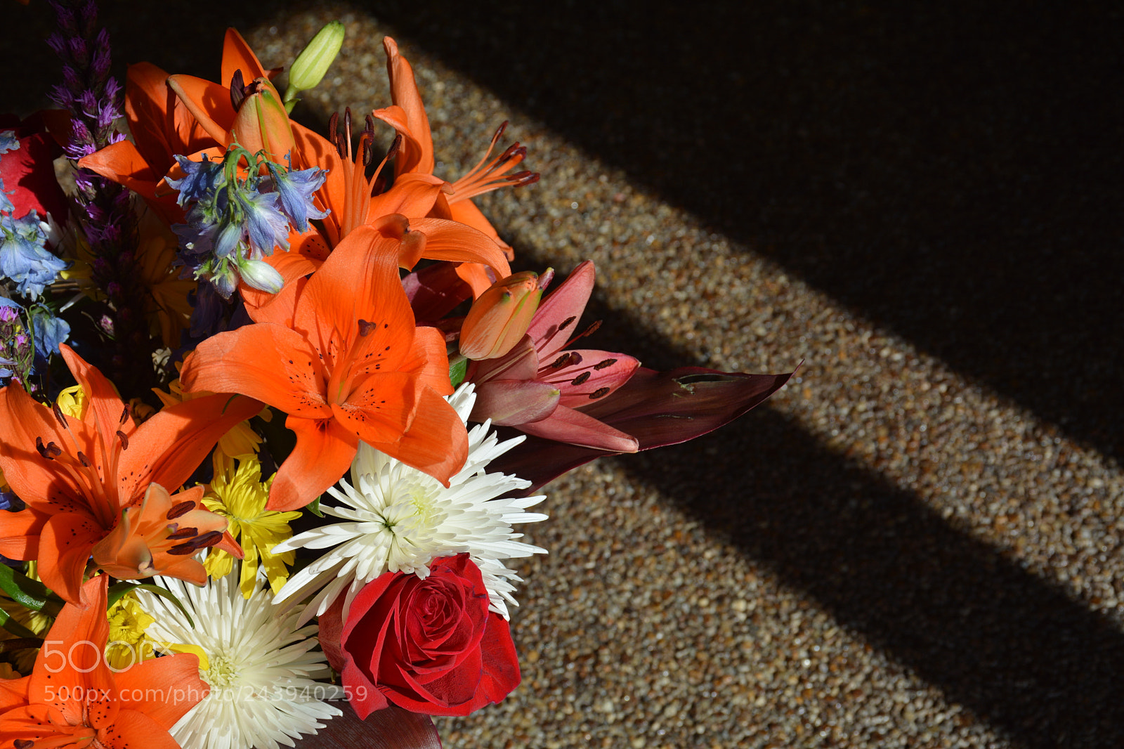 Nikon D7100 sample photo. Bright and bold photography