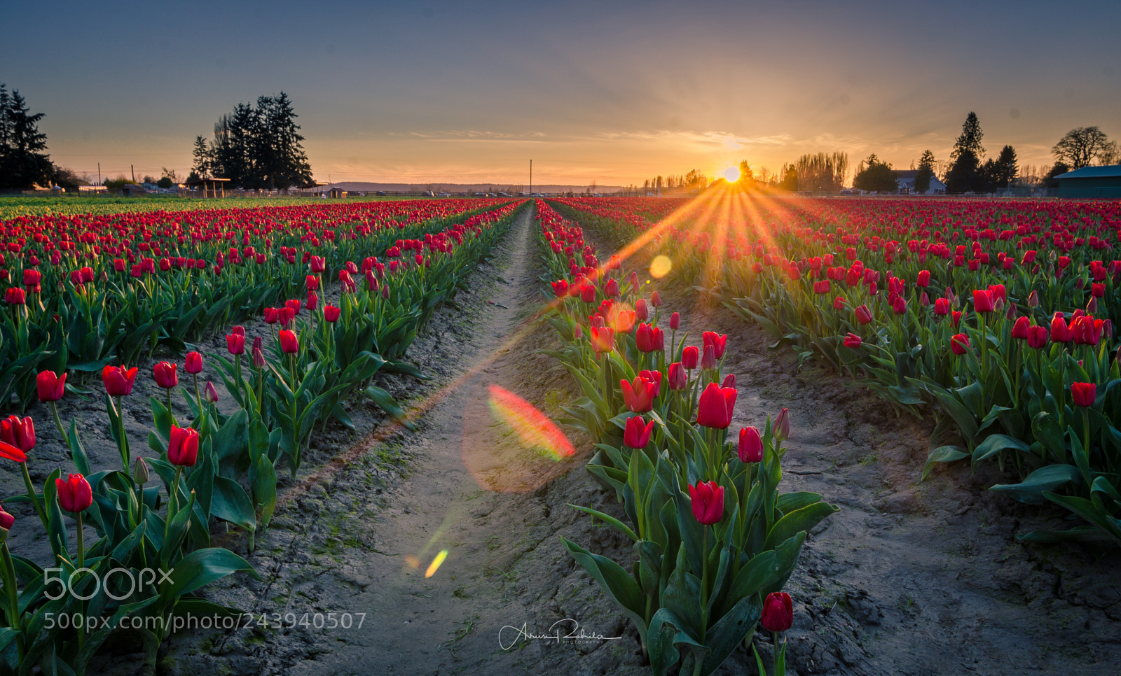 Nikon D5100 sample photo. Red tulip sunset photography