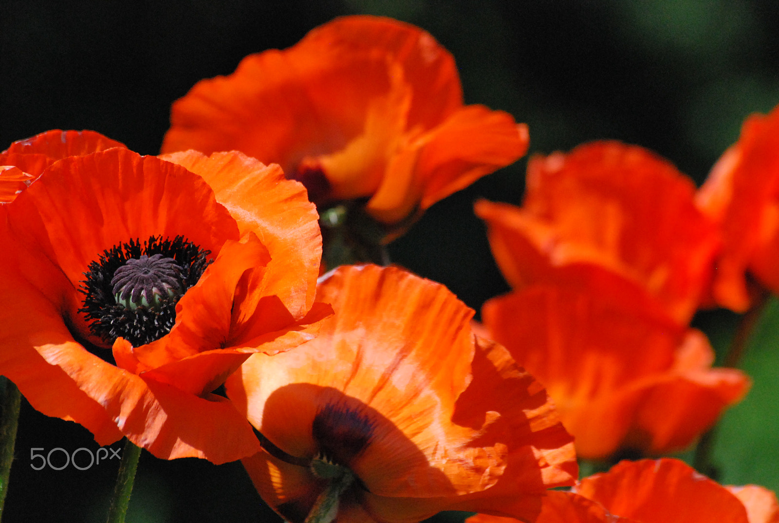 Sigma 70-300mm F4-5.6 APO DG Macro sample photo. Poppies photography