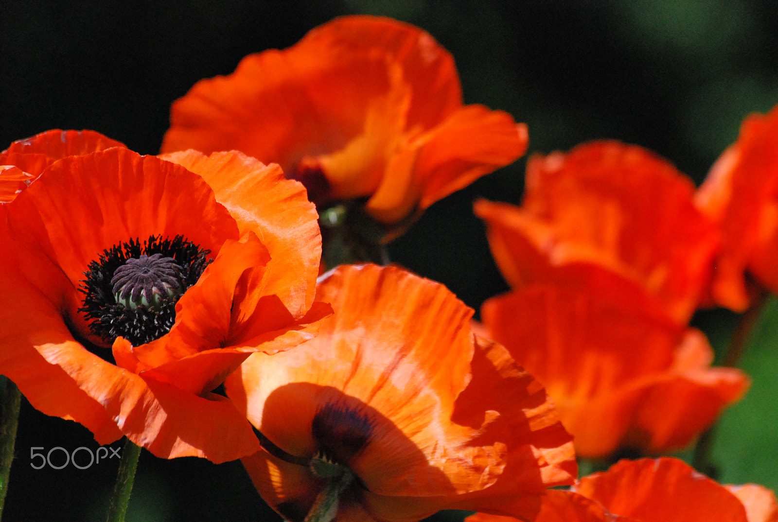 Nikon D60 + Sigma 70-300mm F4-5.6 APO DG Macro sample photo. Poppies photography