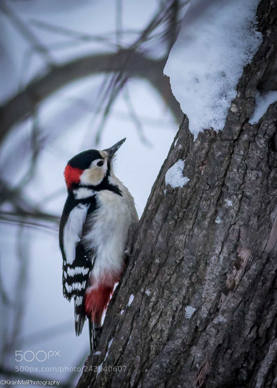 Canon EOS 7D Mark II sample photo. Great spotted woodpecker photography