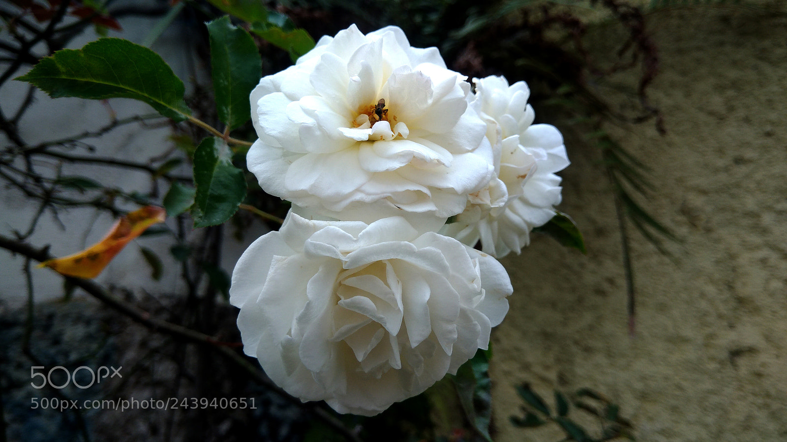 ASUS ZenFone 3 Max (ZC553KL) sample photo. Rosa trepadeira branca photography