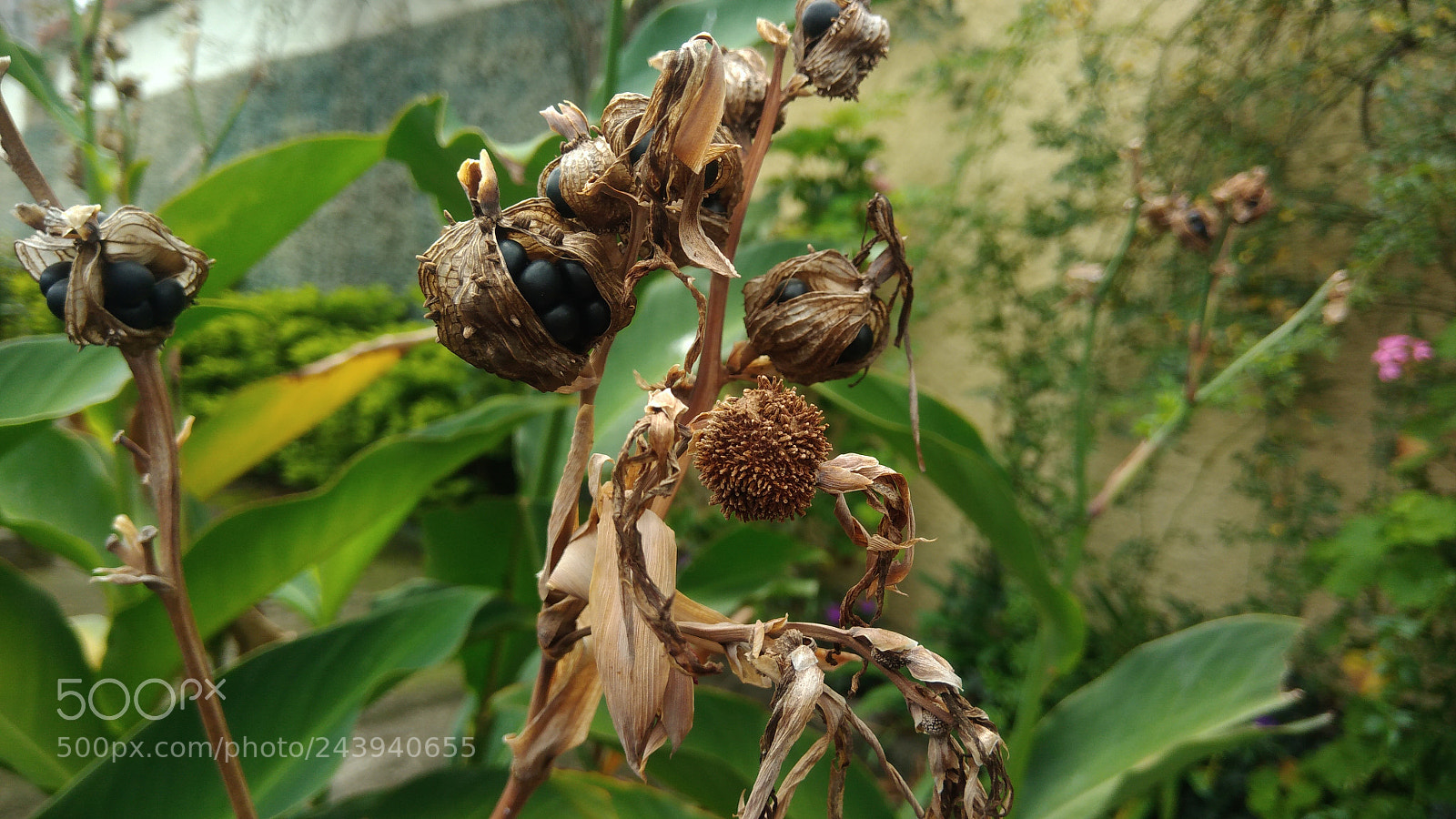 ASUS ZenFone 3 Max (ZC553KL) sample photo. Flowers seeds photography