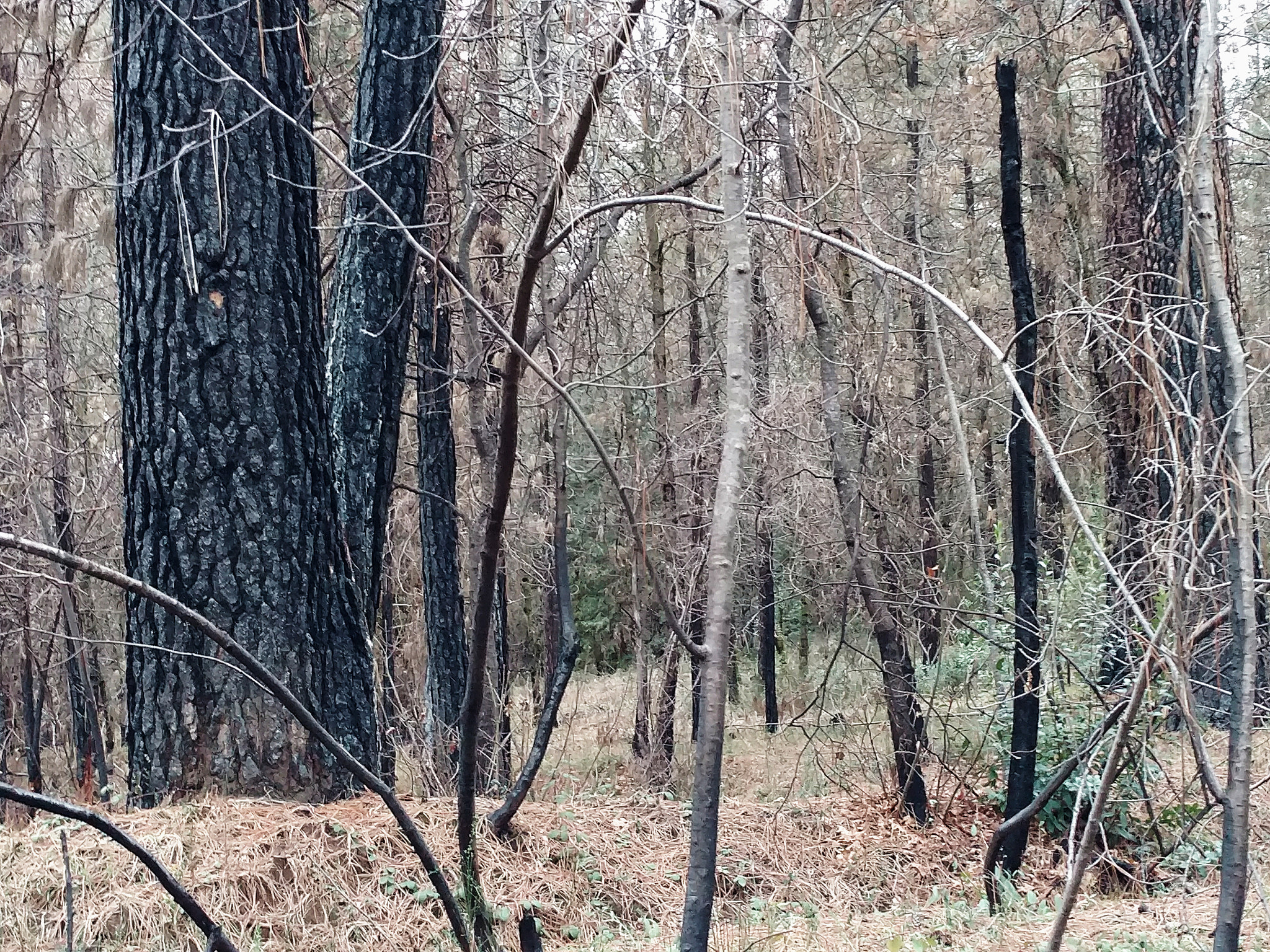 Motorola DROID Turbo 2 sample photo
