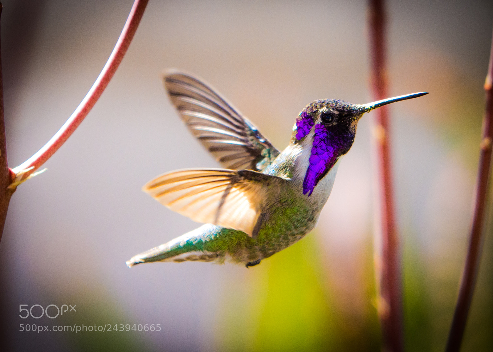 Nikon D7200 sample photo. Hummingbird in flight photography