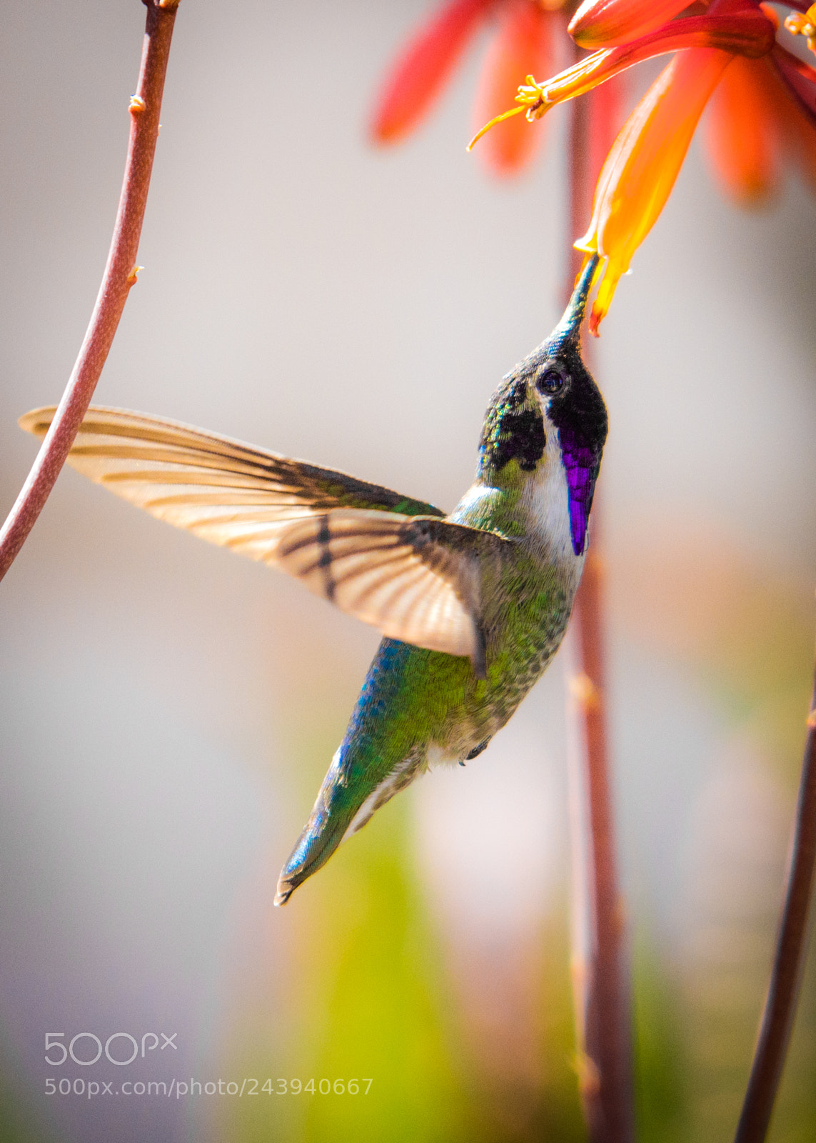 Nikon D7200 sample photo. Hummingbird and flower photography