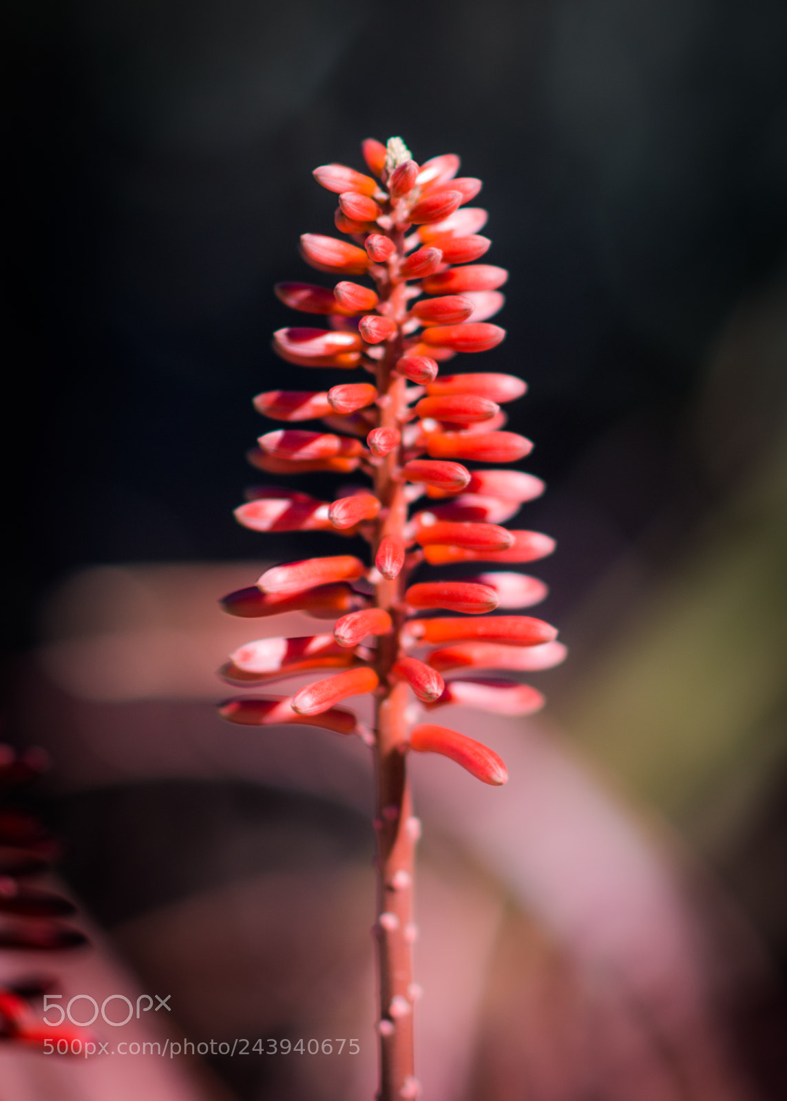 Nikon D7200 sample photo. Red aloe 1 photography