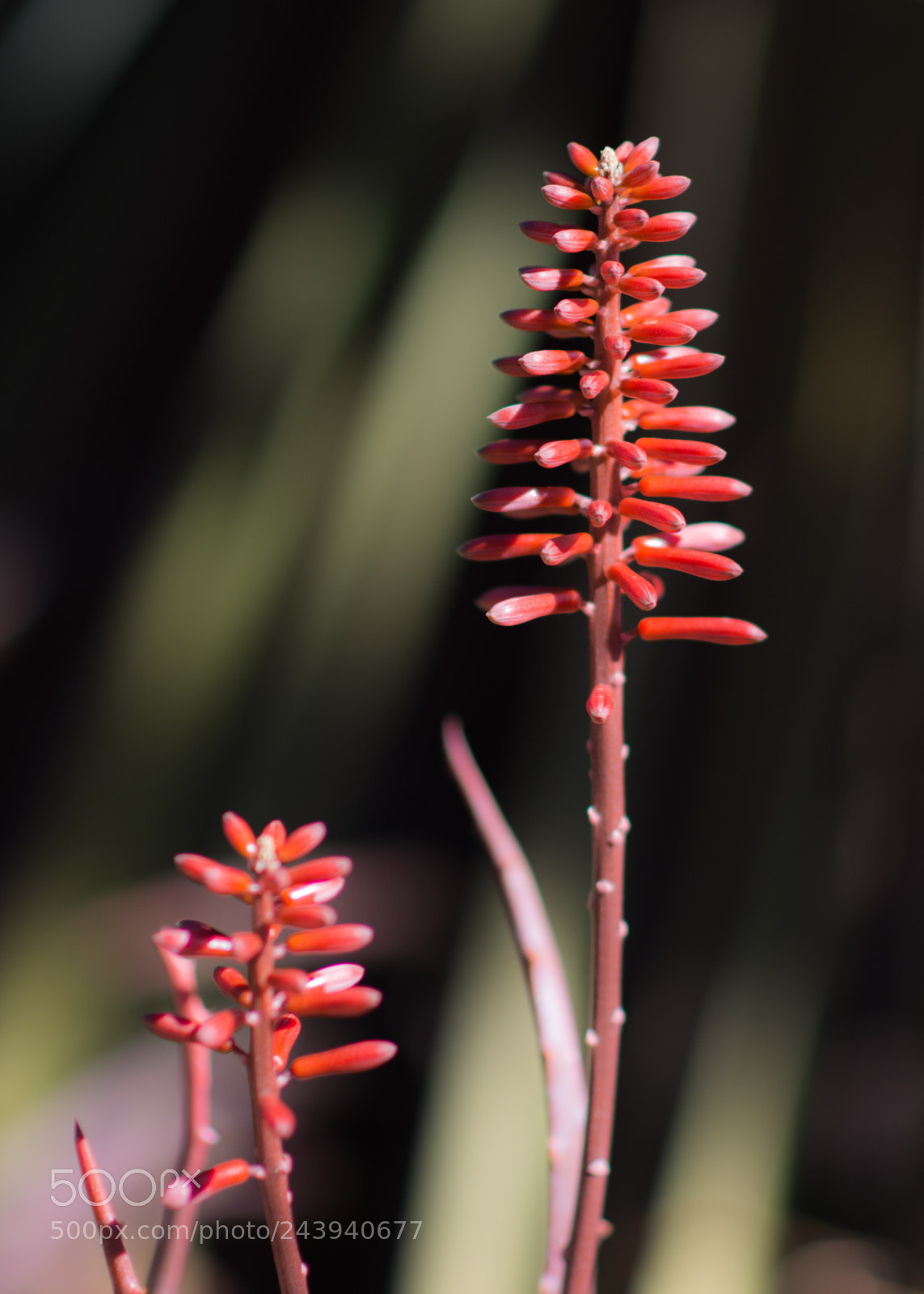 Nikon D7200 sample photo. Red aloe 2 photography