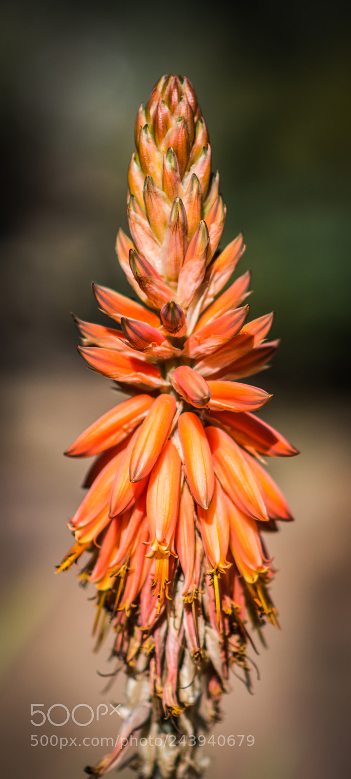 Nikon D7200 sample photo. Orange aloe photography