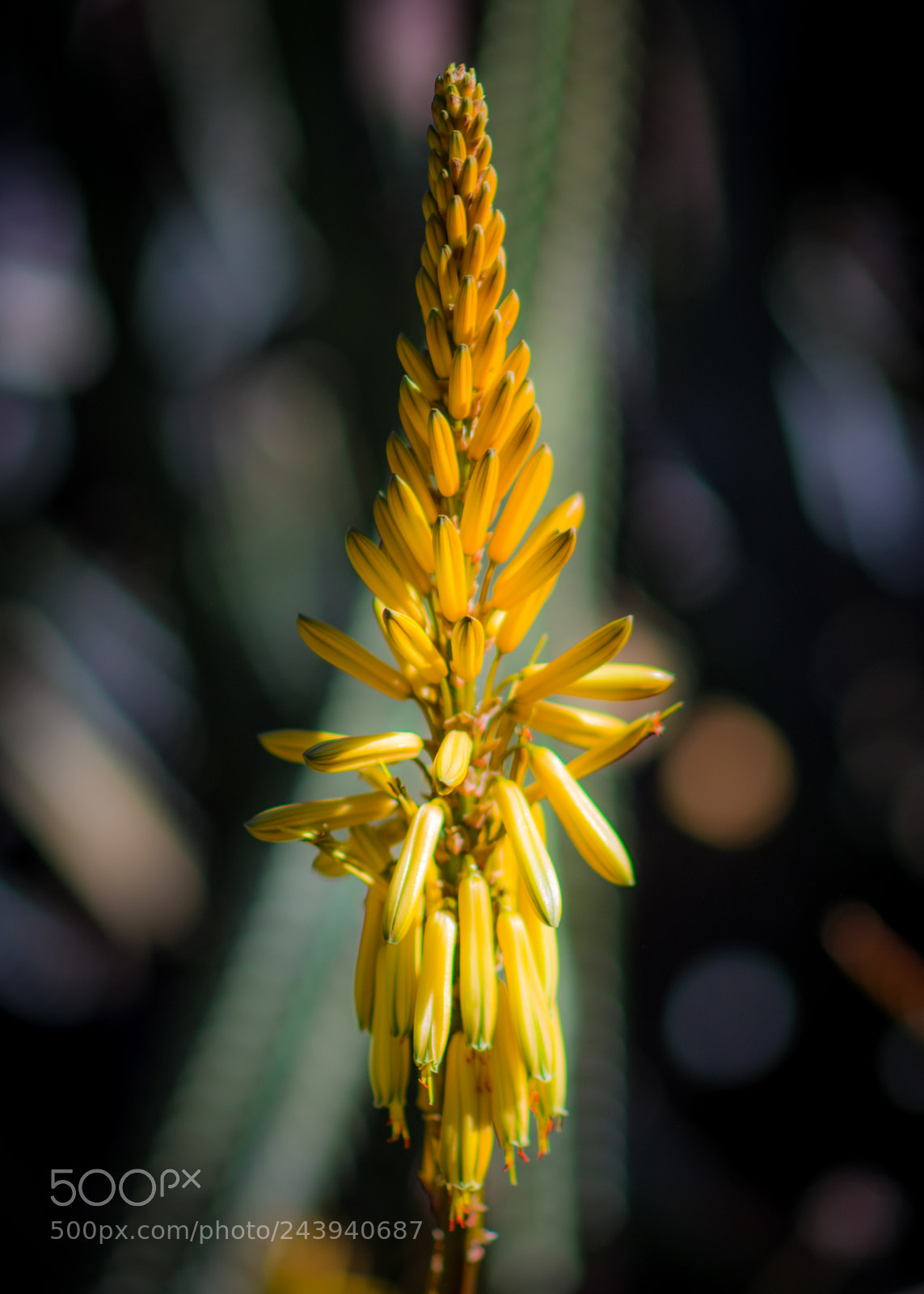 Nikon D7200 sample photo. Yellow aloe photography