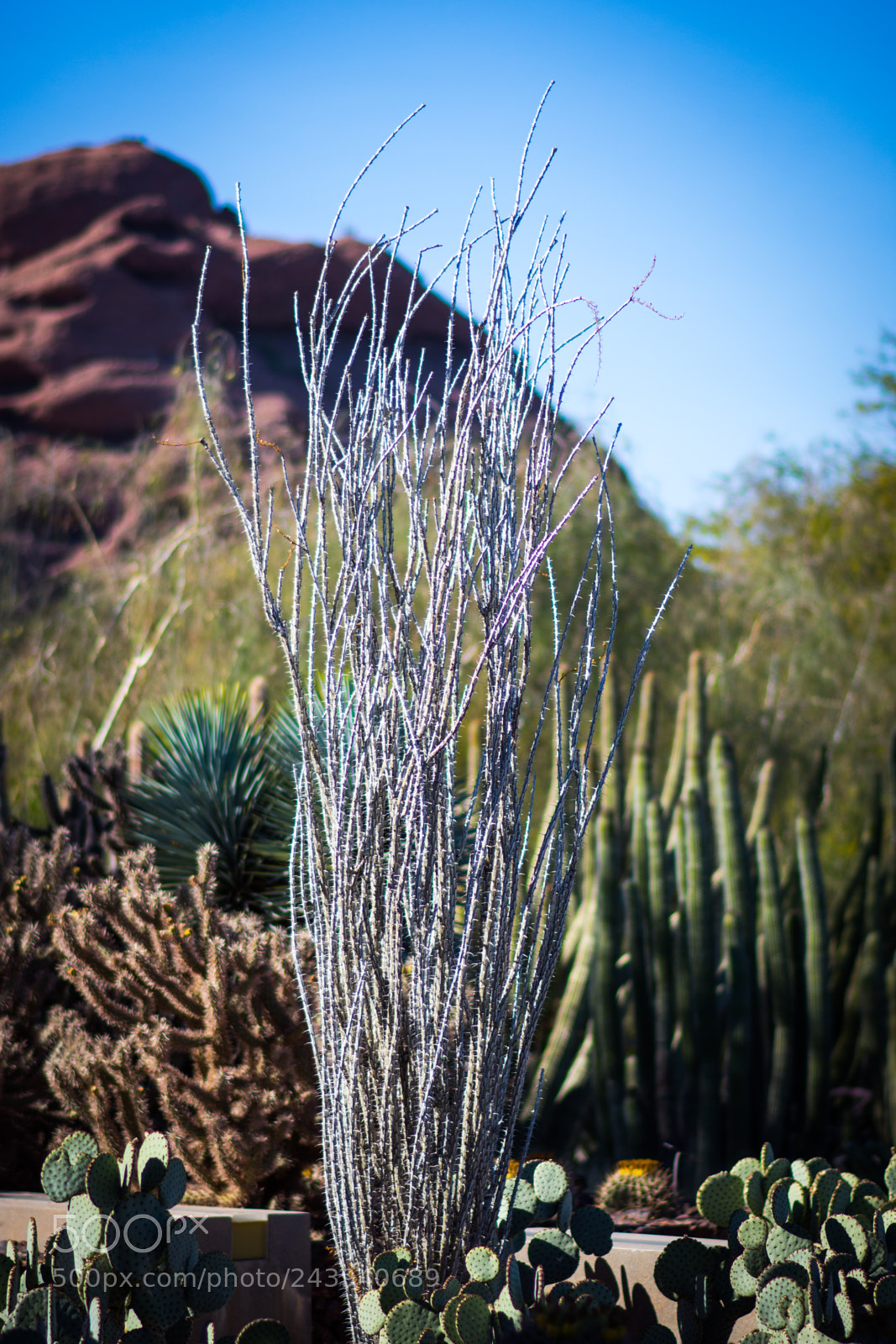 Nikon D7200 sample photo. Desert scene photography