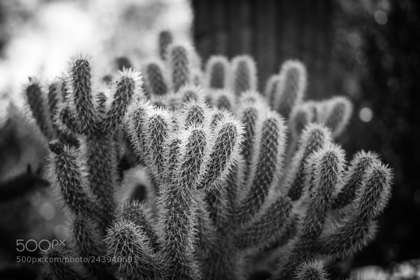 Nikon D7200 sample photo. Cholla photography