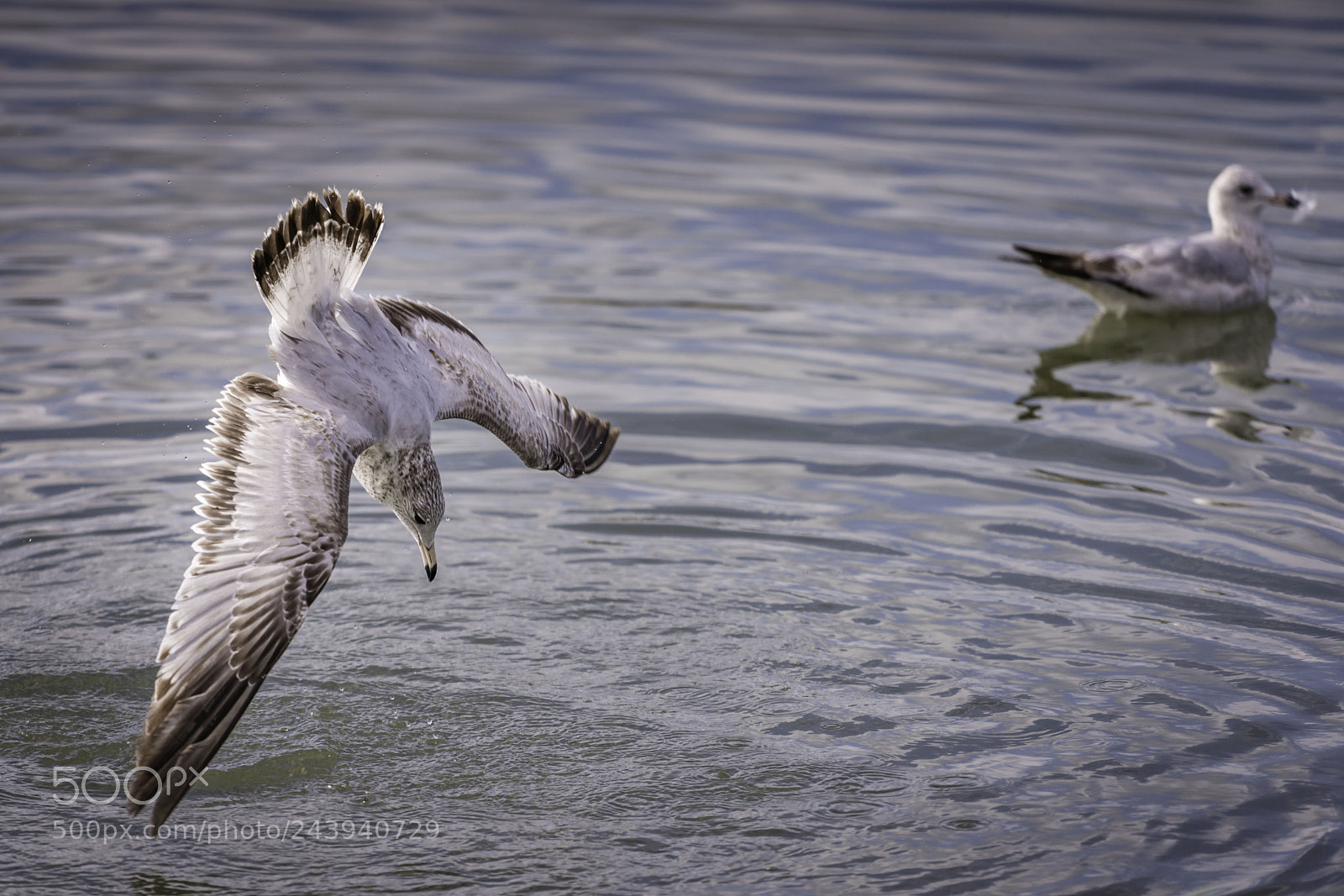 Sony a7R II sample photo. The dive photography