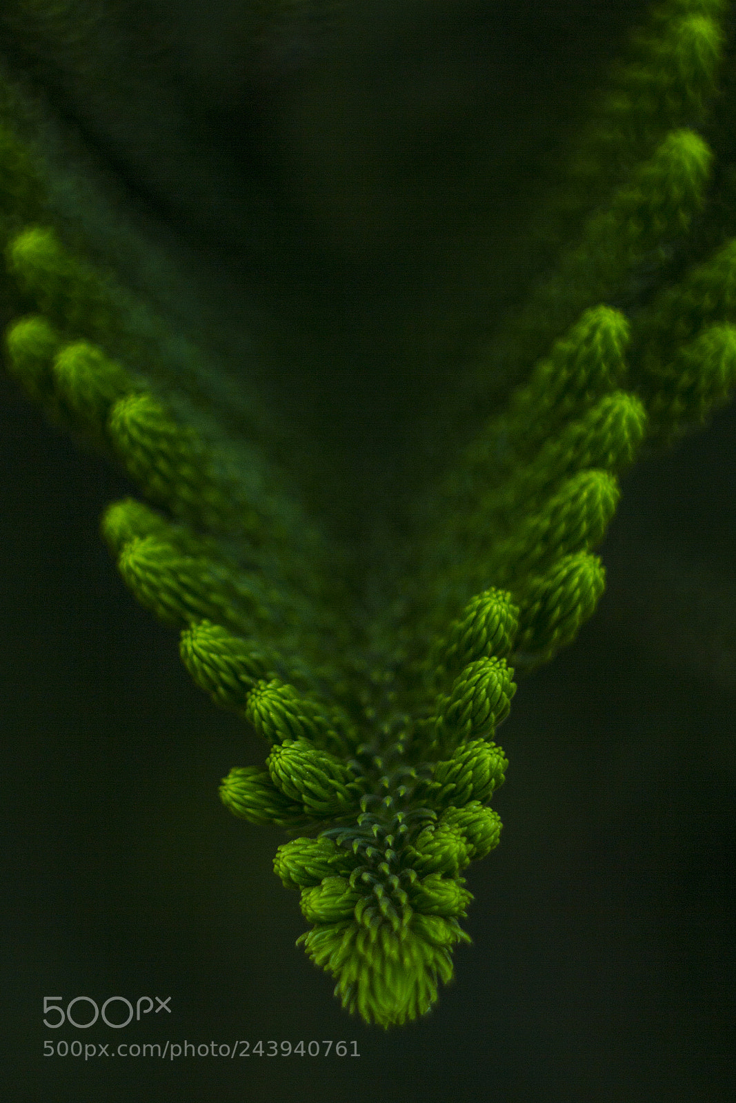 Canon EOS 550D (EOS Rebel T2i / EOS Kiss X4) sample photo. Christmas greens photography