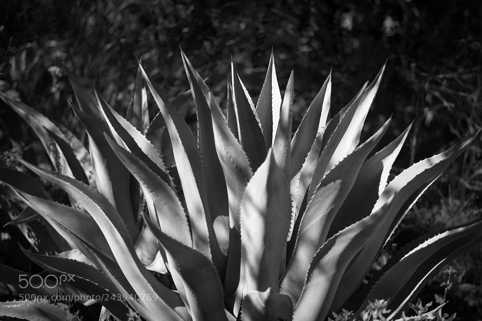 Nikon D7200 sample photo. Agave photography