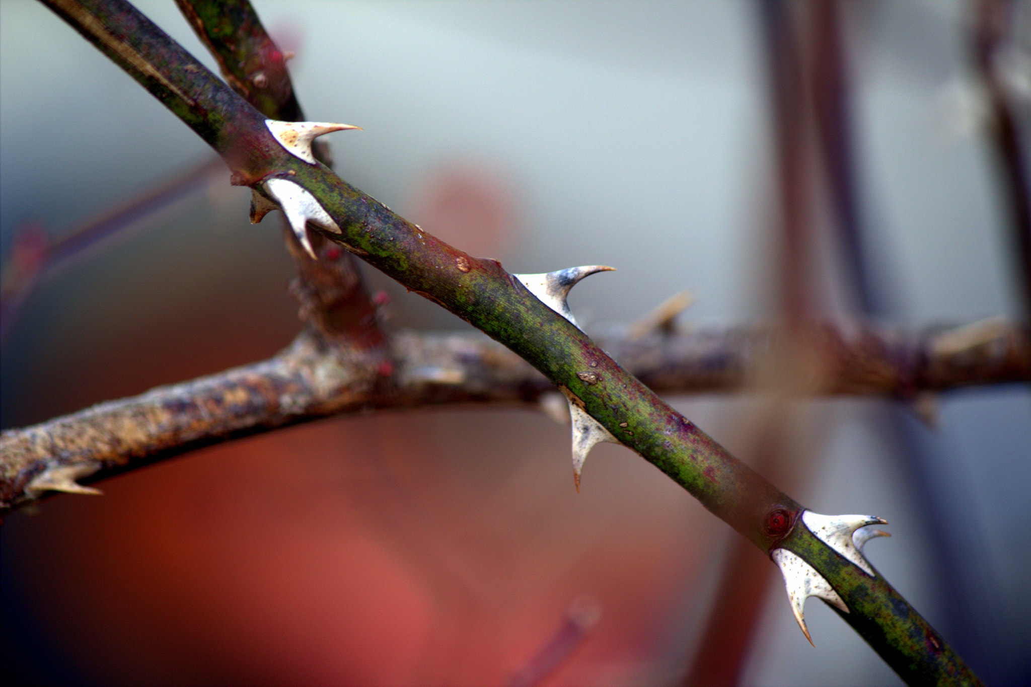 Canon EF-S 55-250mm F4-5.6 IS sample photo. New thorns photography