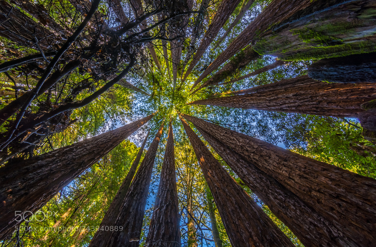 Nikon D7100 sample photo. Amongst the redwoods photography