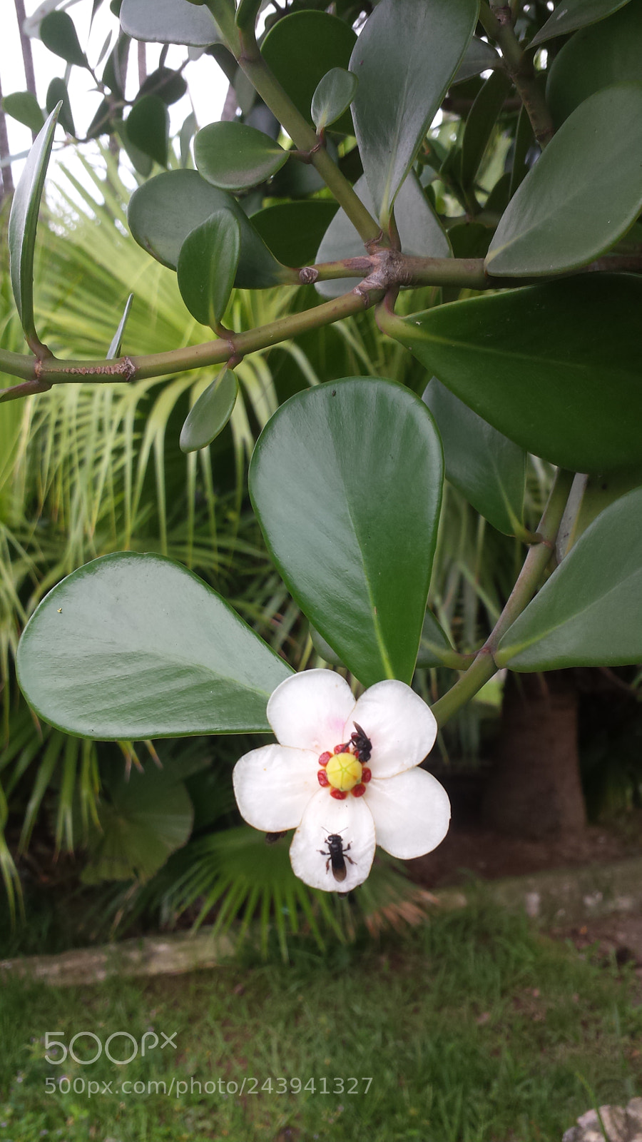 Samsung Galaxy S4 sample photo. Untitled photography