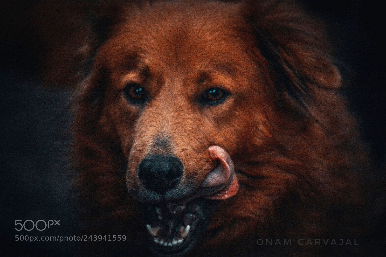 Nikon D7100 sample photo. Este es mi perro photography