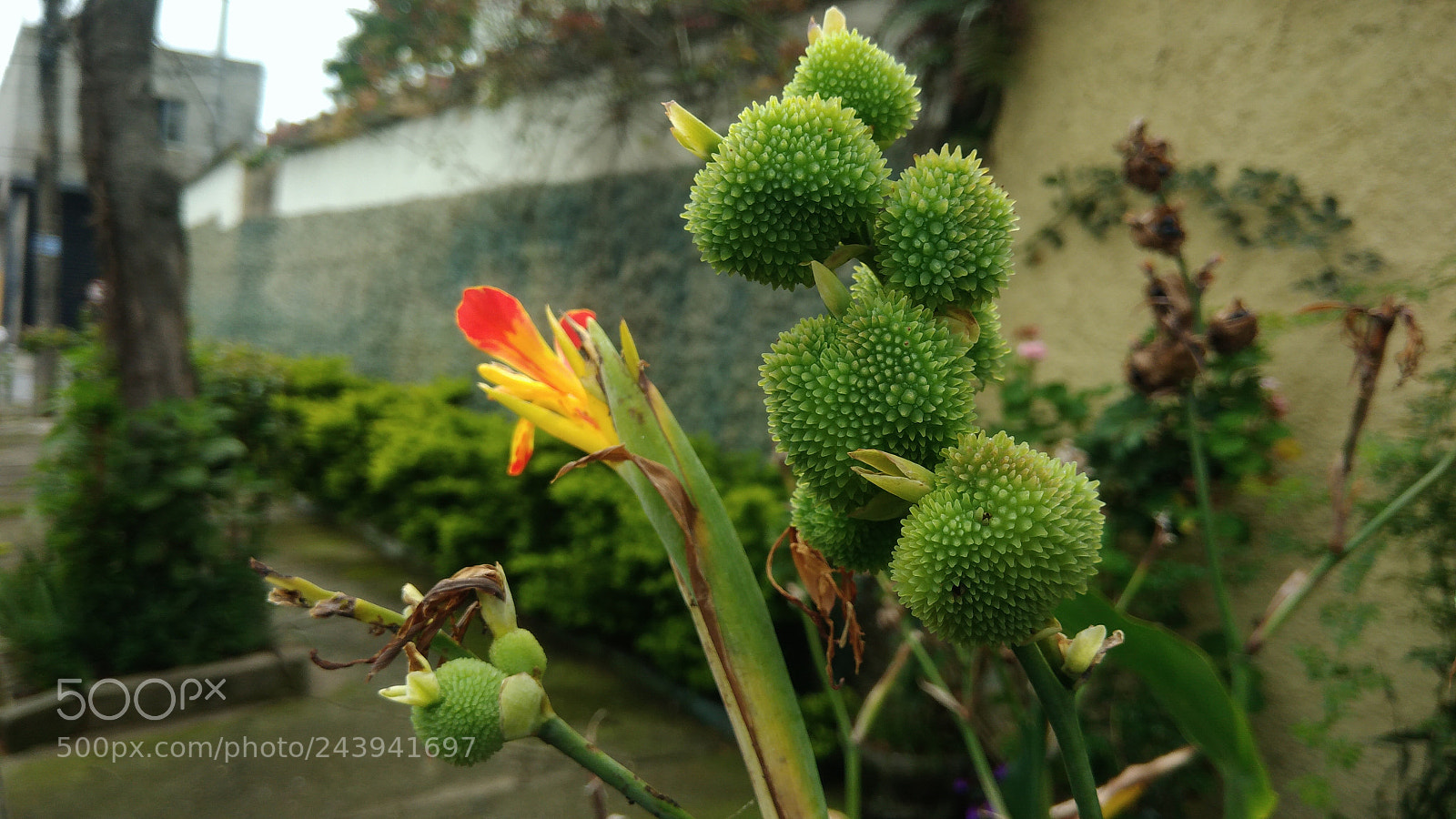 ASUS ZenFone 3 Max (ZC553KL) sample photo. Plants photography