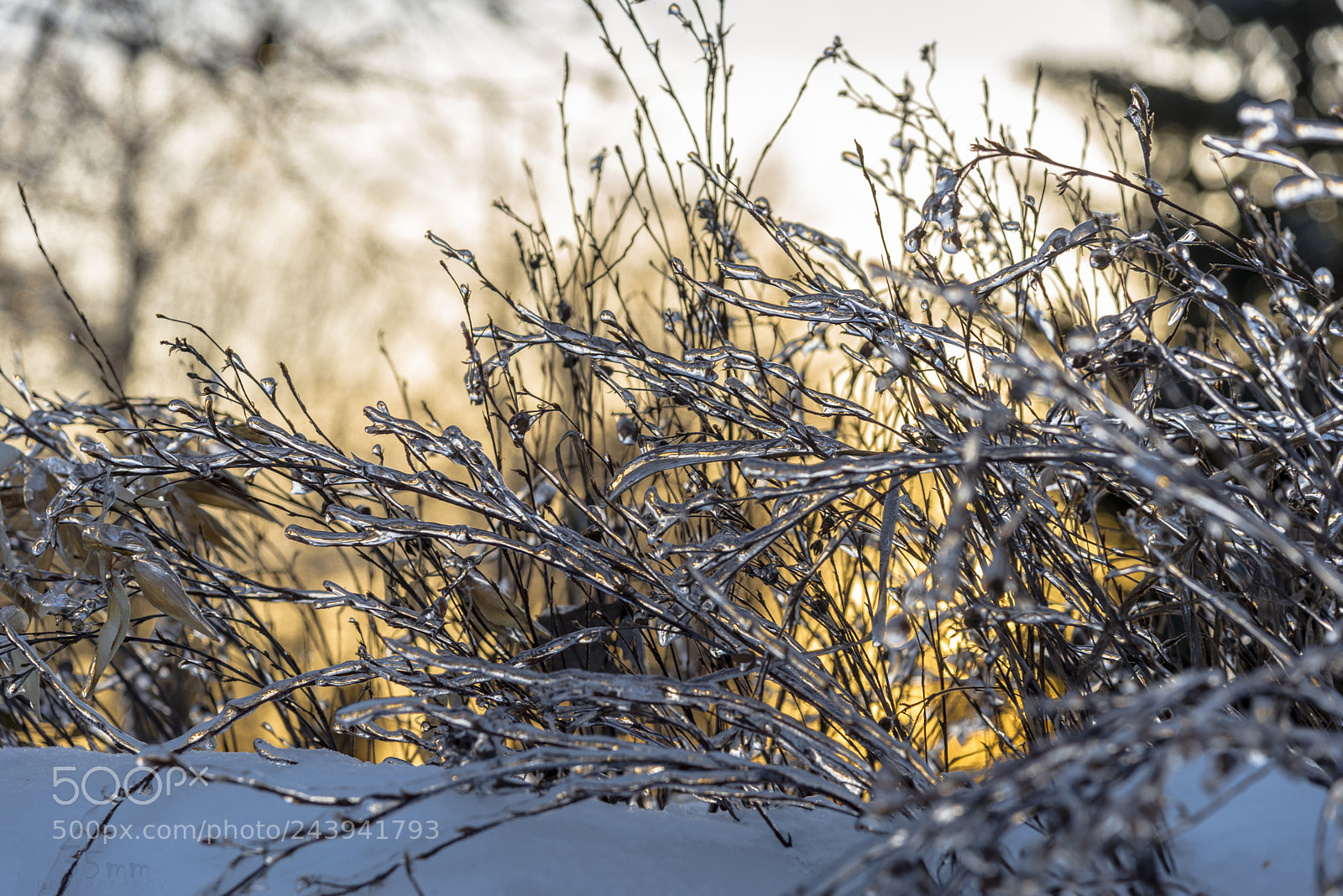 Nikon D610 sample photo. Frozen photography