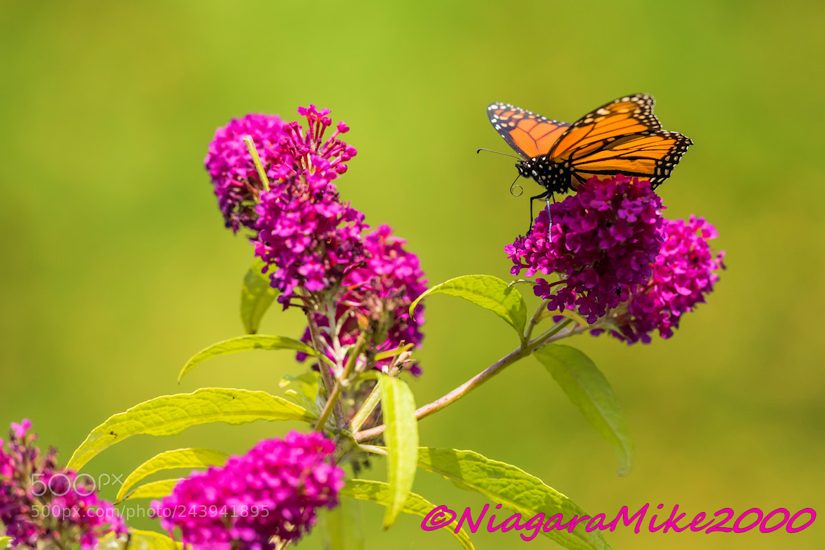 Nikon D810 sample photo. Monarch butterfly profile photography