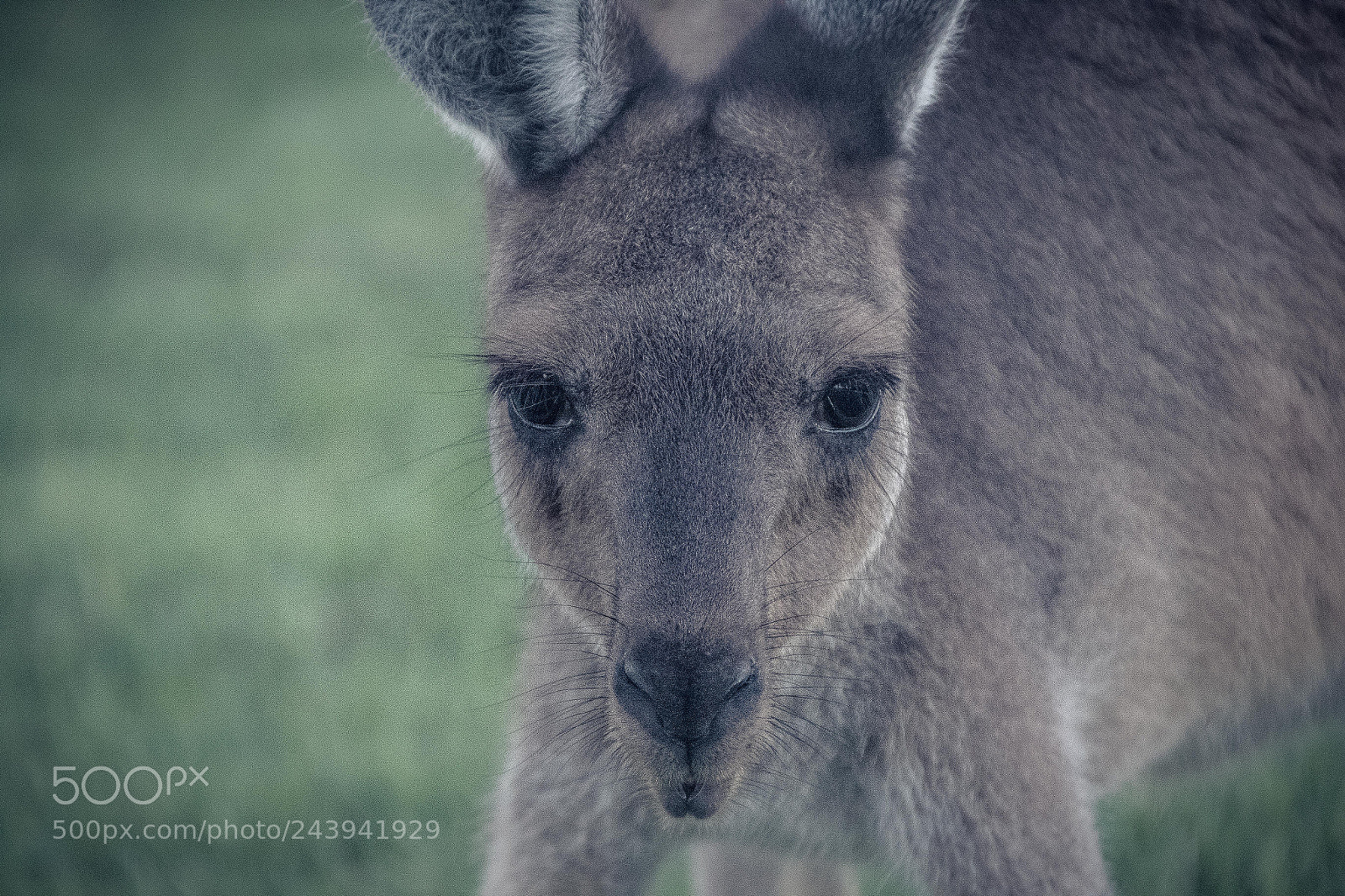 Canon EOS 7D Mark II sample photo. Whistling skippy photography