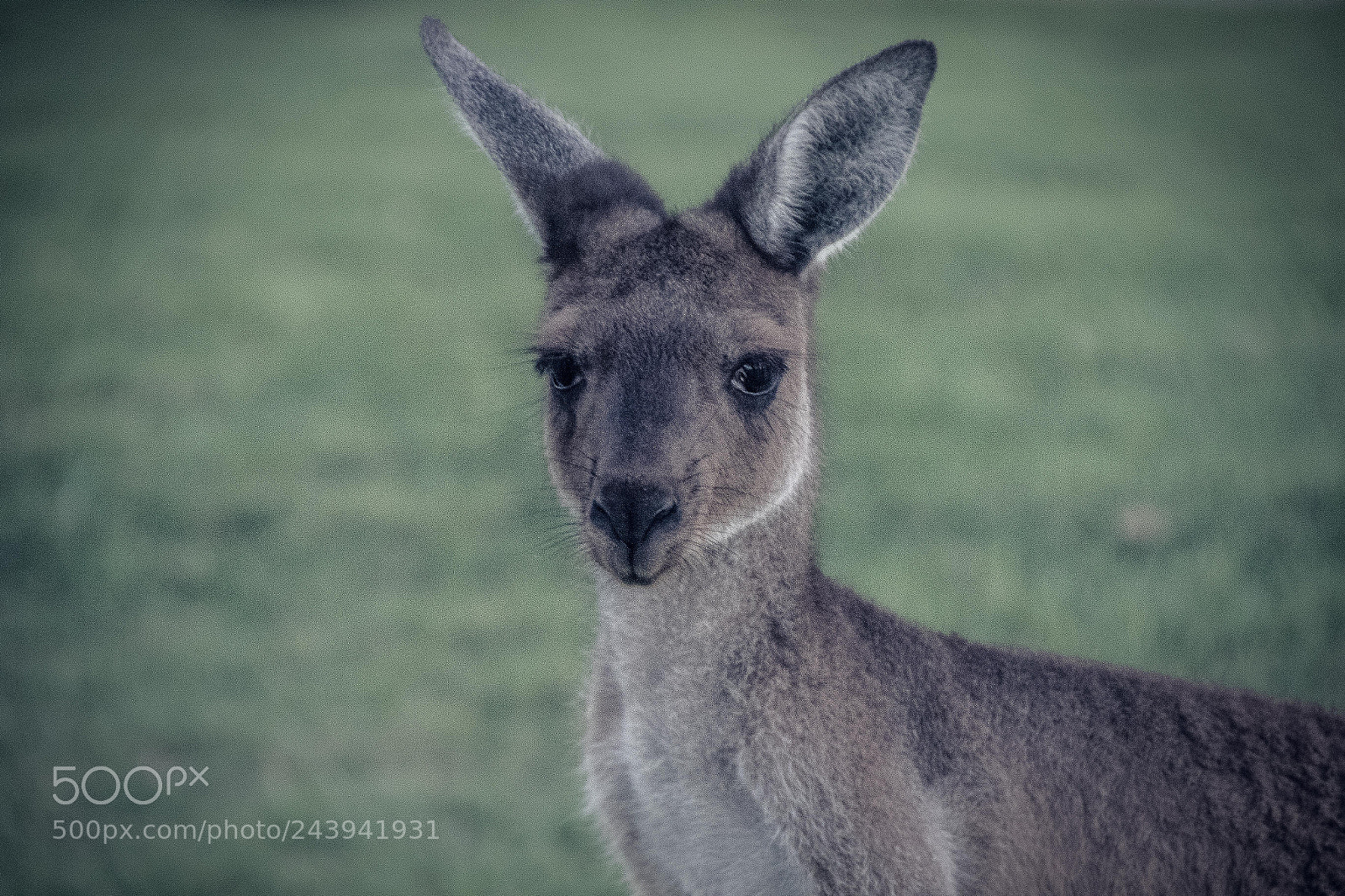 Canon EOS 7D Mark II sample photo. Skippy photography