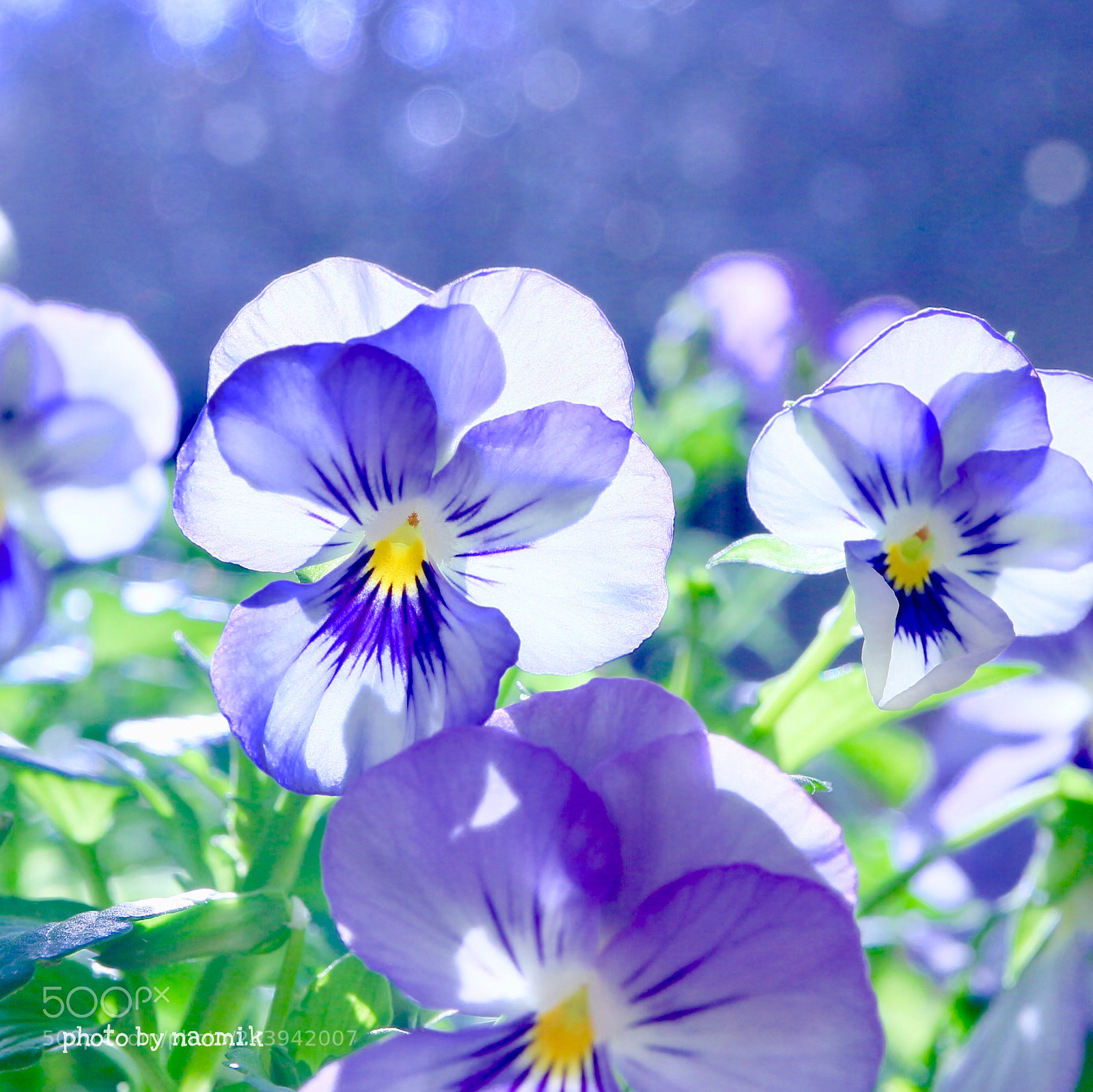 Canon EOS M10 sample photo. Viola photography