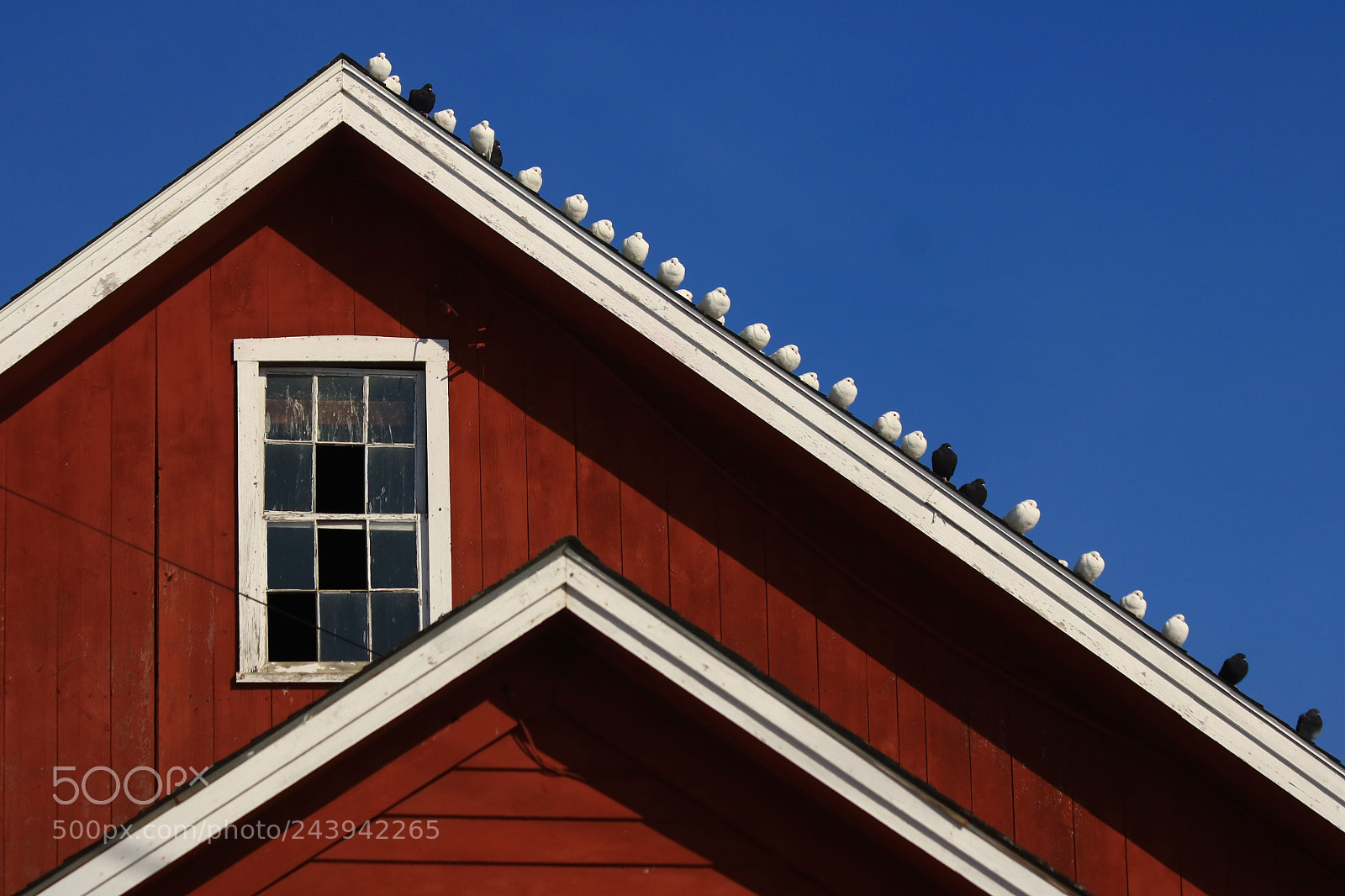 Canon EOS 750D (EOS Rebel T6i / EOS Kiss X8i) sample photo. Birds on a barn photography