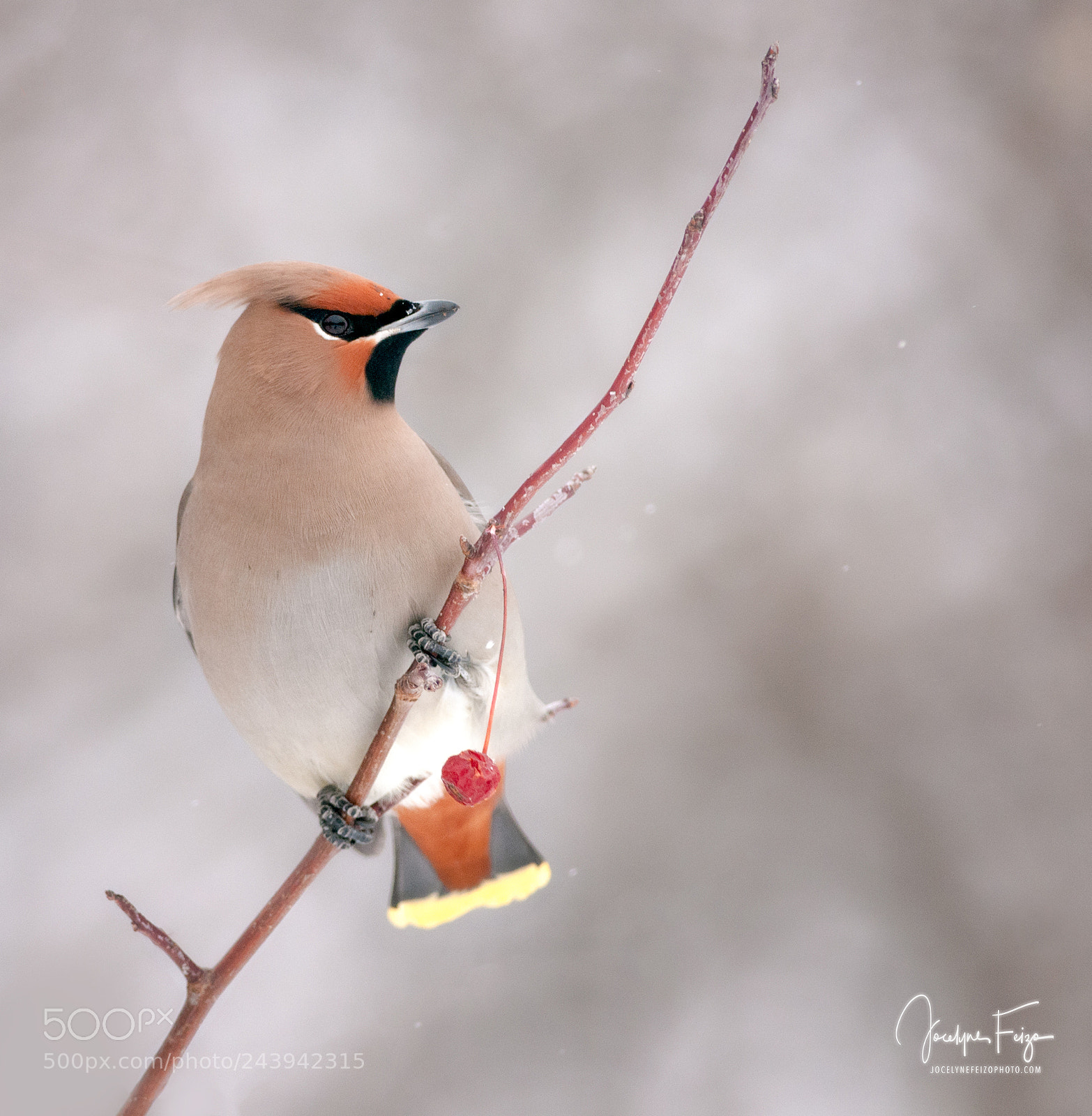Nikon D300 sample photo. Bohemian waxwing photography