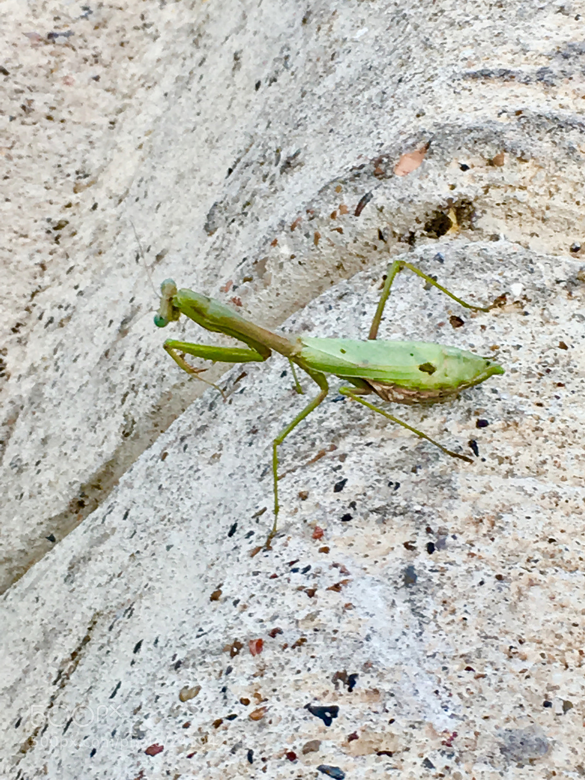 Apple iPhone SE sample photo. Praying. photography