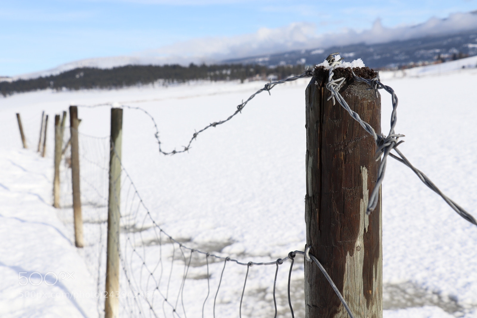 Canon EOS 800D (EOS Rebel T7i / EOS Kiss X9i) sample photo. Barbed wire fence photography