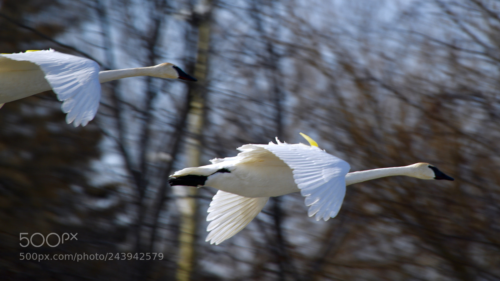 Nikon D850 sample photo. Swan on fly photography
