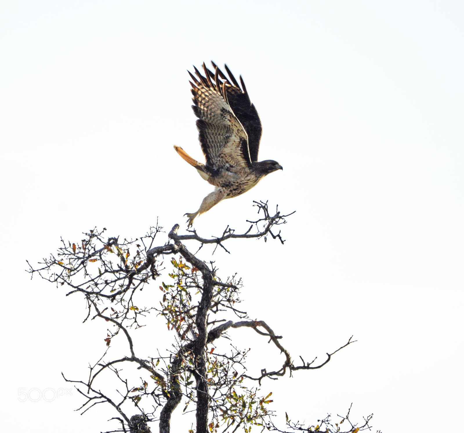 Sony a7R III sample photo. Hawk ascending photography