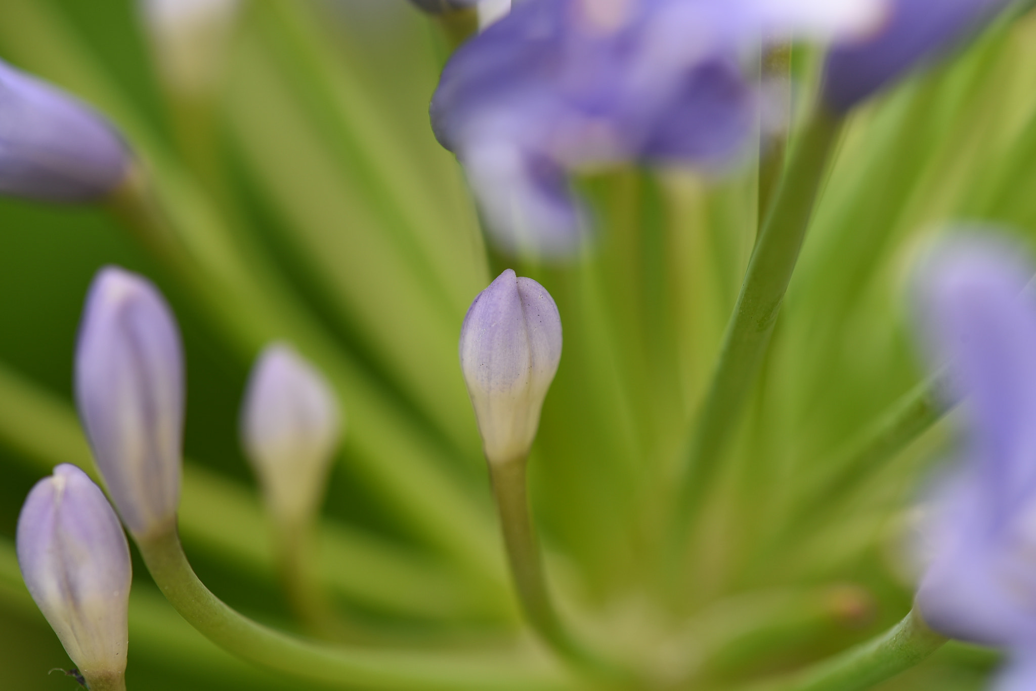 Nikon AF Micro-Nikkor 200mm F4D ED-IF sample photo. Purple buds.. photography