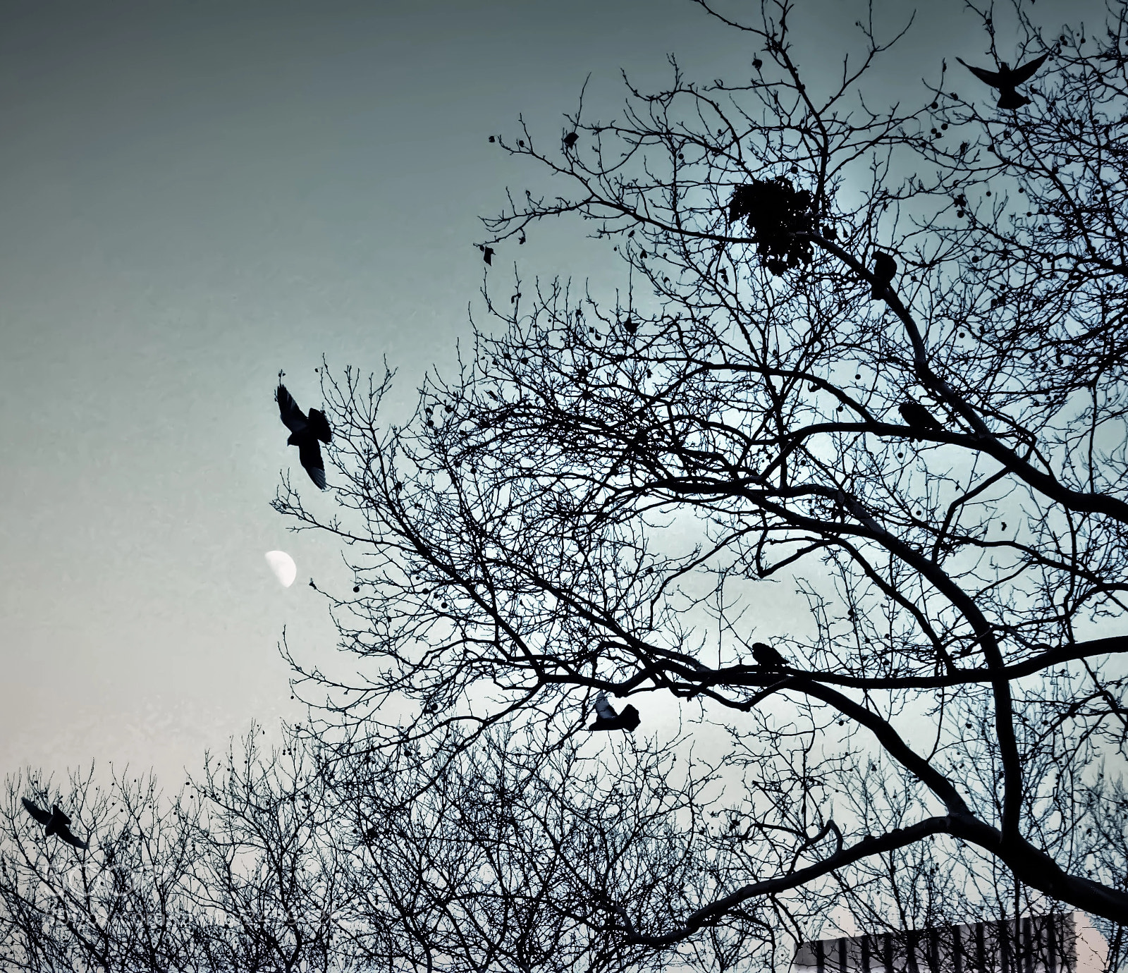 Nikon D90 sample photo. Wings photography
