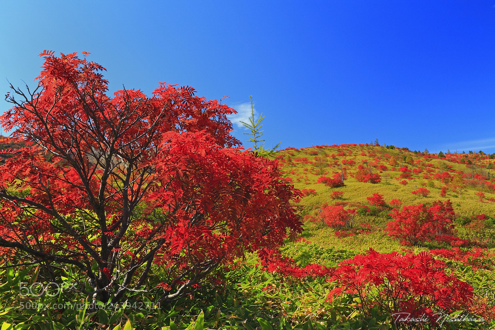 Canon EOS 5D sample photo. Autumn leaves of rowan photography